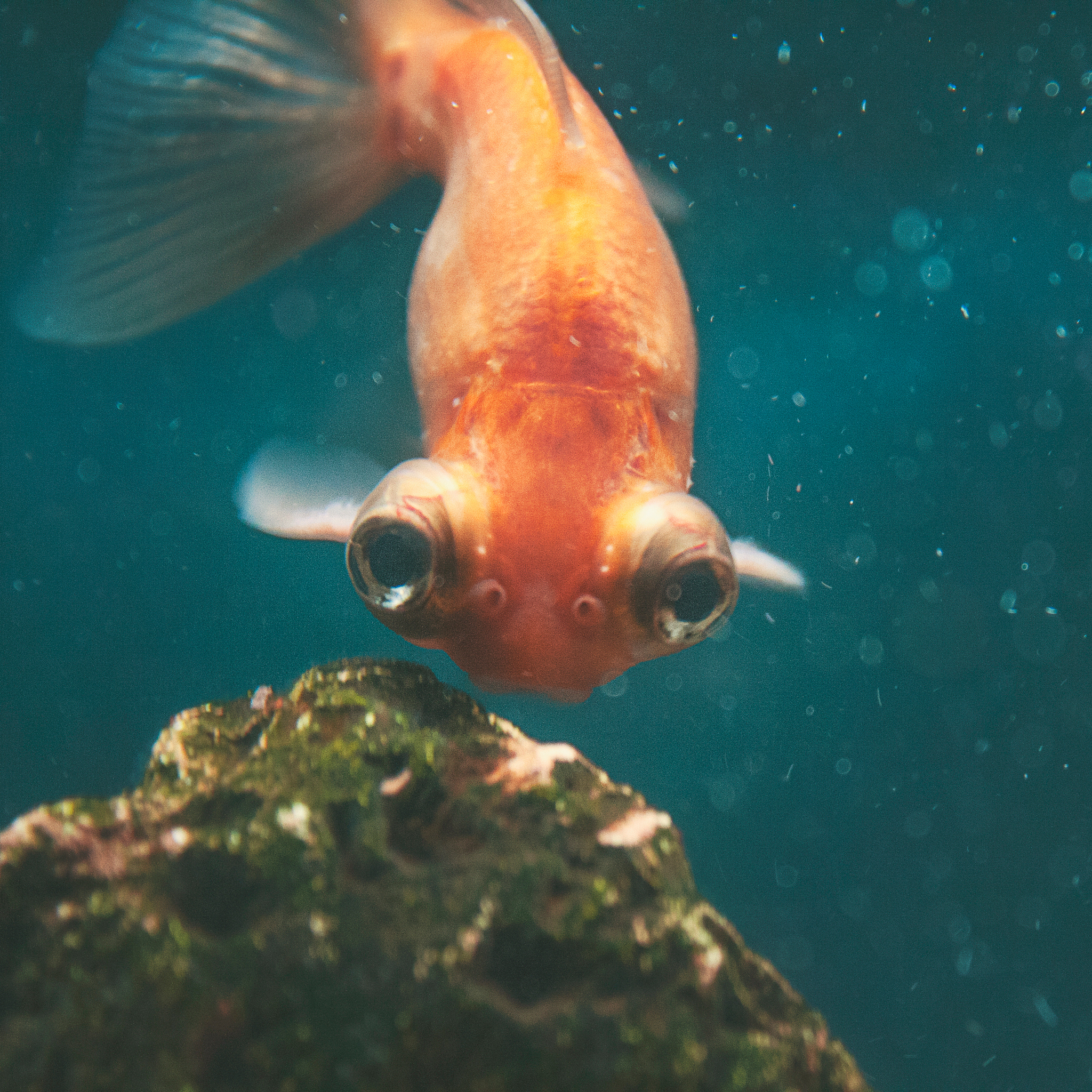 金鱼肠炎怎么治疗