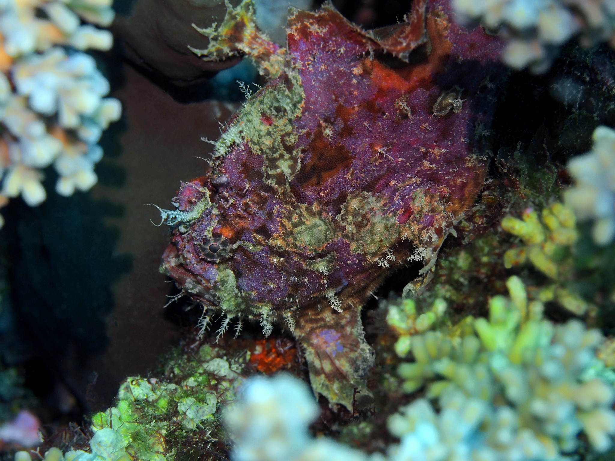 Help me see what this article is aboutWoeseiaceaeJTB255 bacteria are ubiquitous and abundant in marine surface sediments but their phylogeny and environmental adaptation mechanisms have been little ex