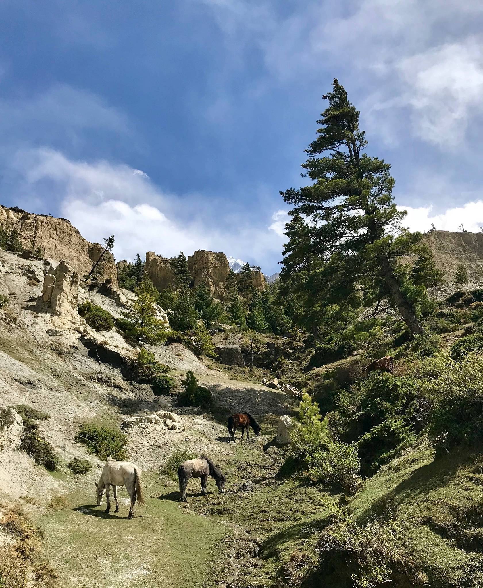 我家美丽的草坪 - 充满生机与快乐的小天地