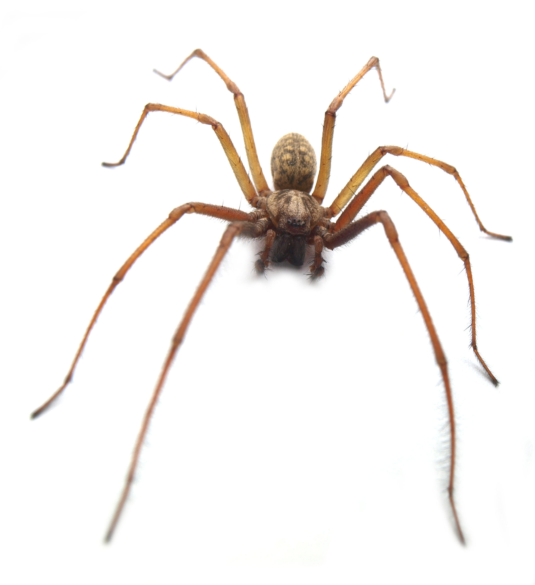 scrapy框架 CrawlerRunner使用