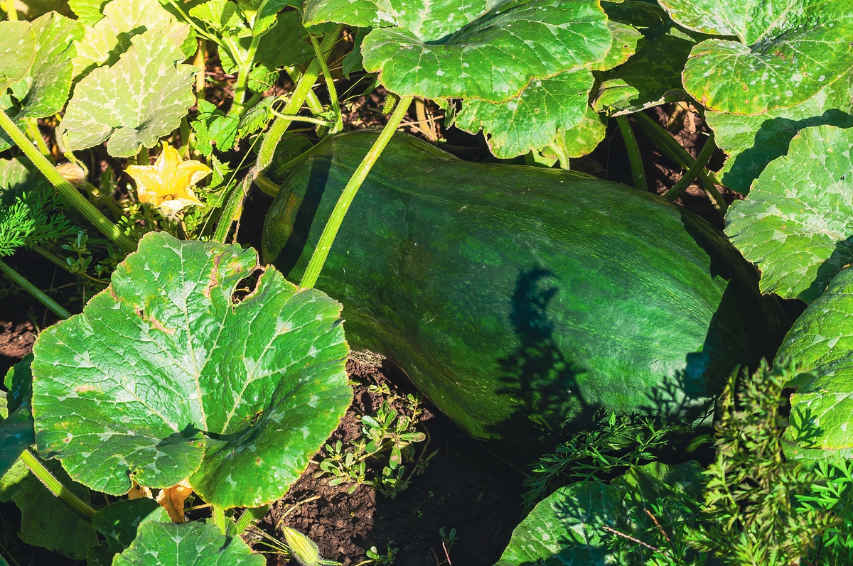 84242麒麟瓜开花时间：几片叶子开始？