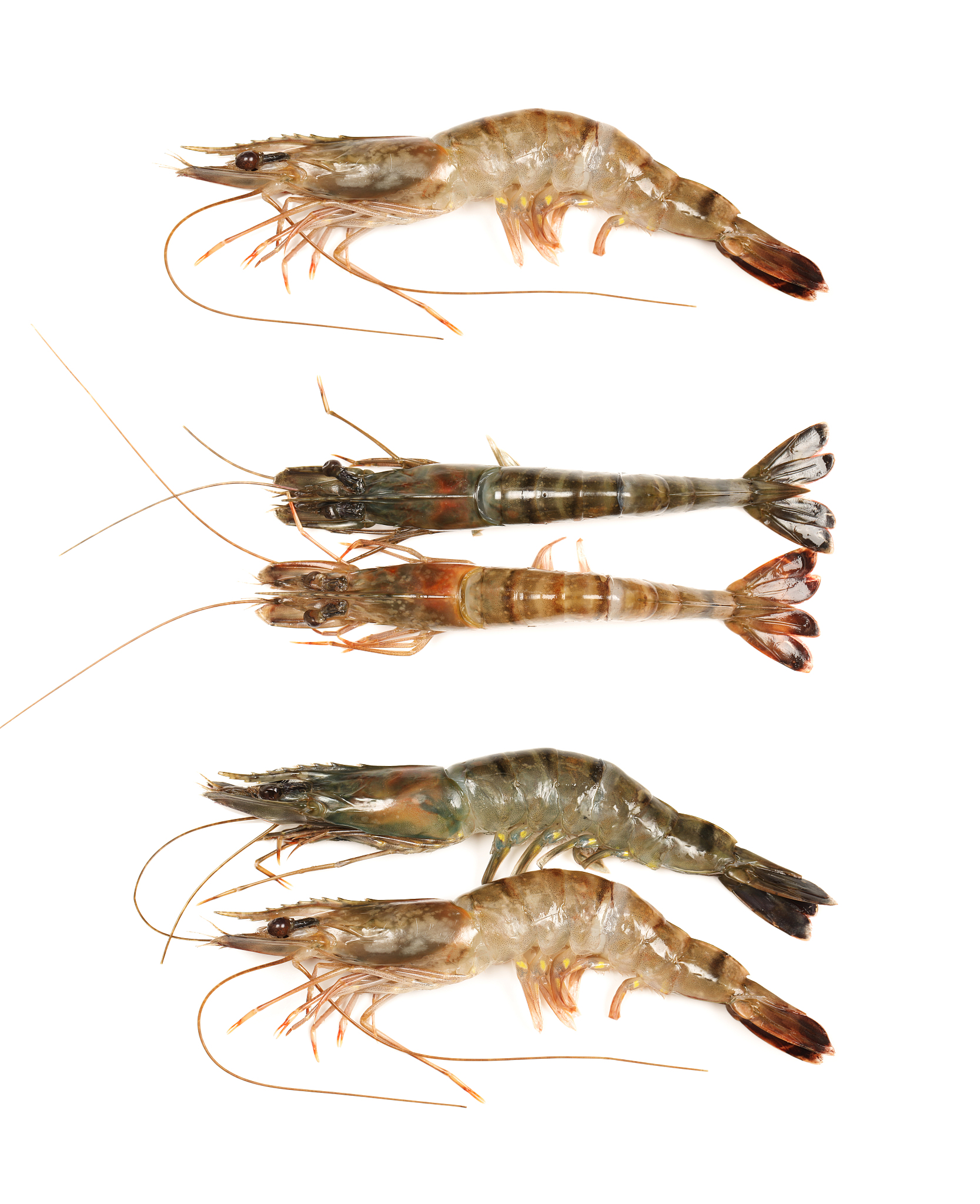 基围虾和海白虾的区别200字左右详细描述一下