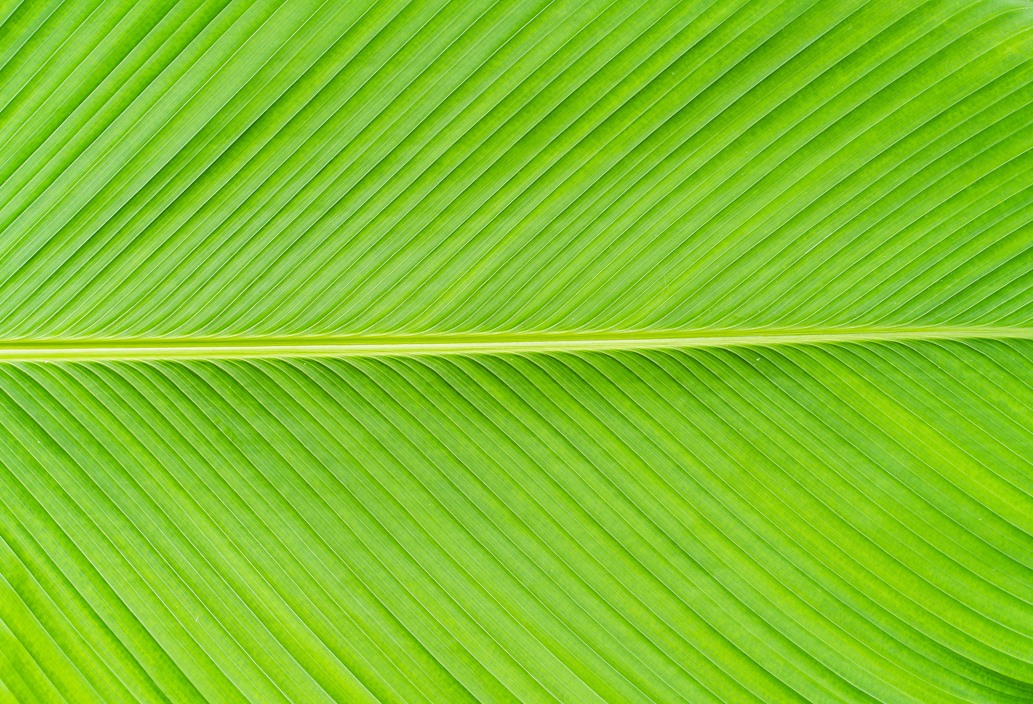 green banana leaf texture background