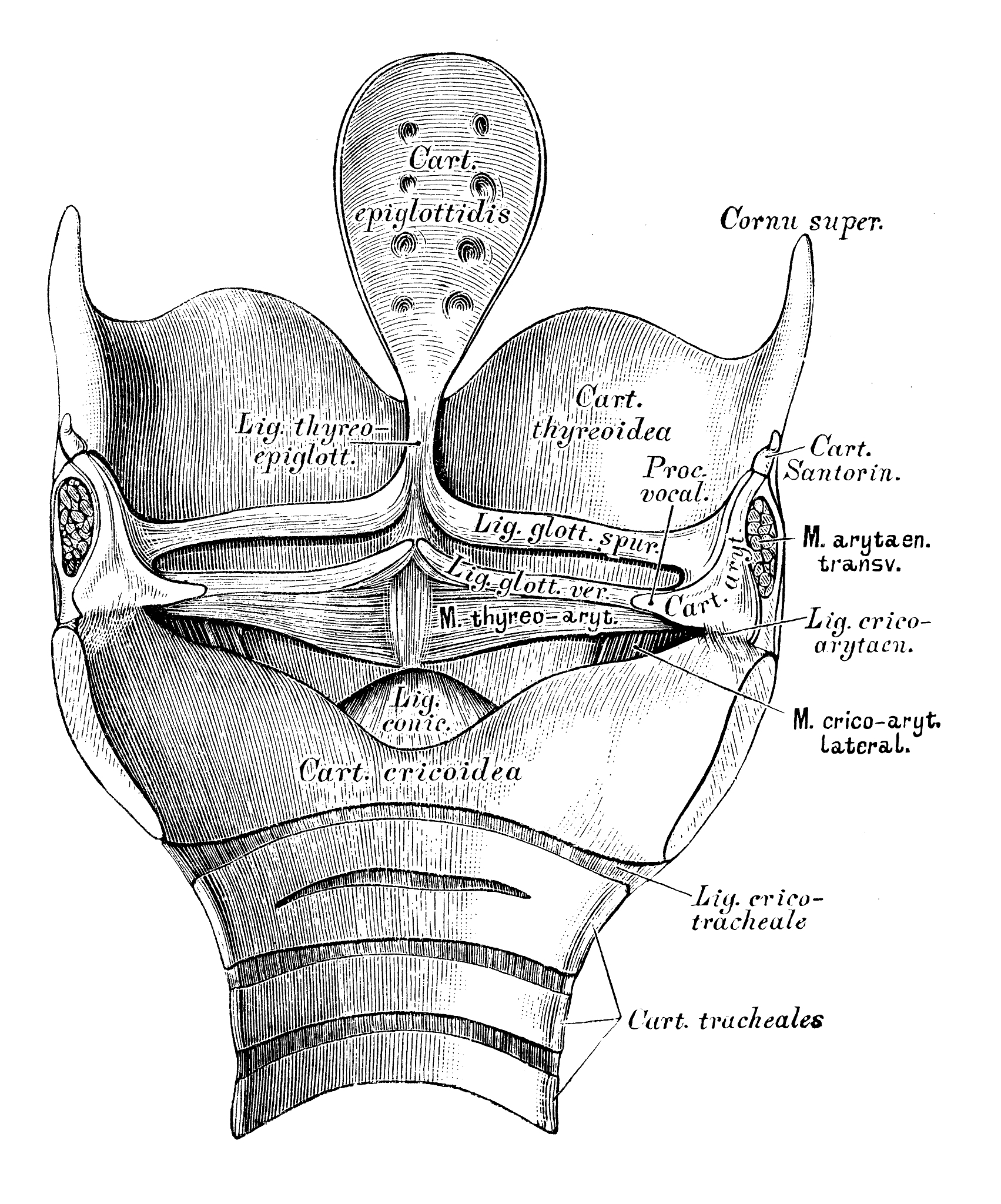 颈部VII区淋巴结下界的解剖标志是什么