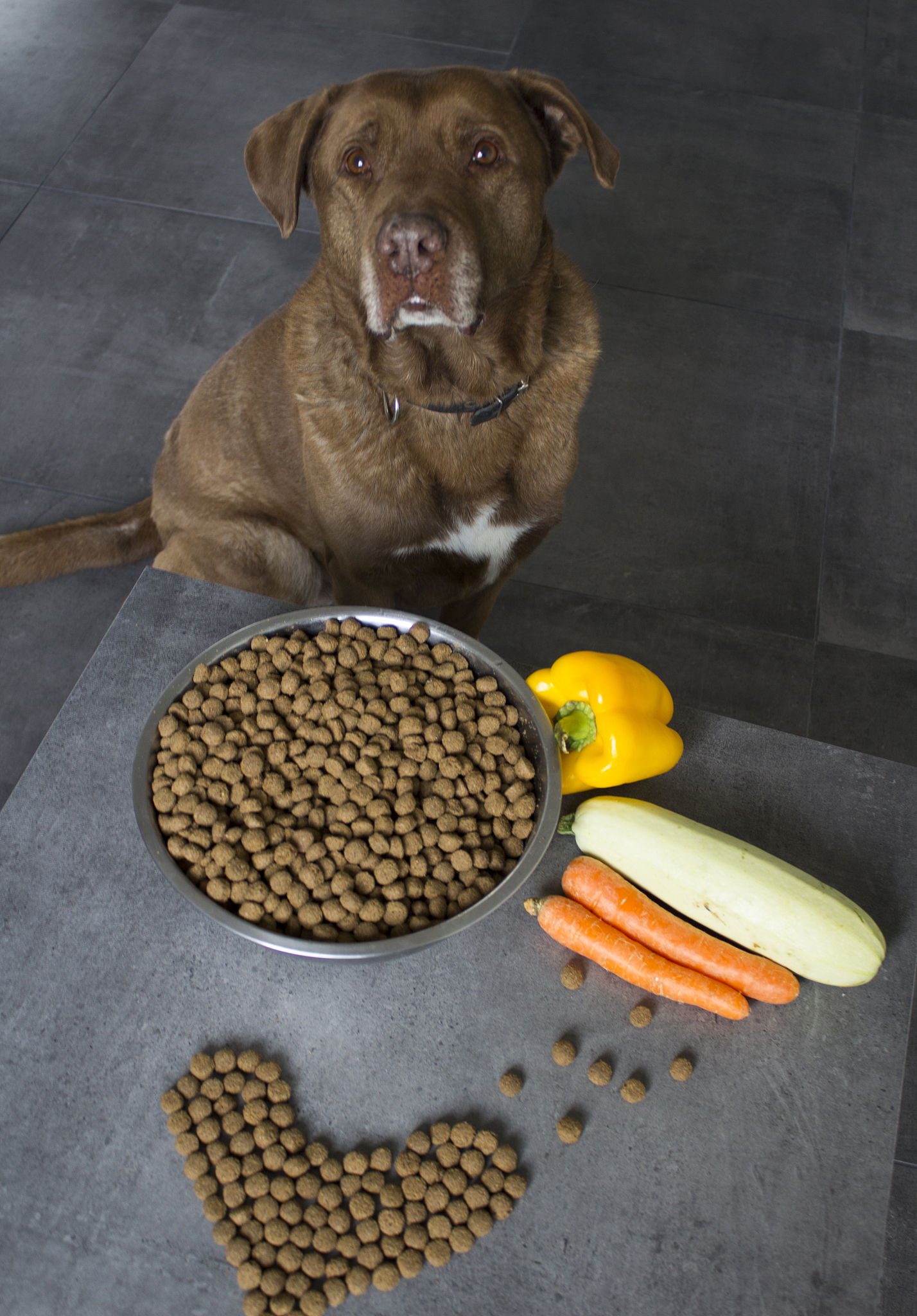 小狗饮食指南：什么食物适合幼犬？