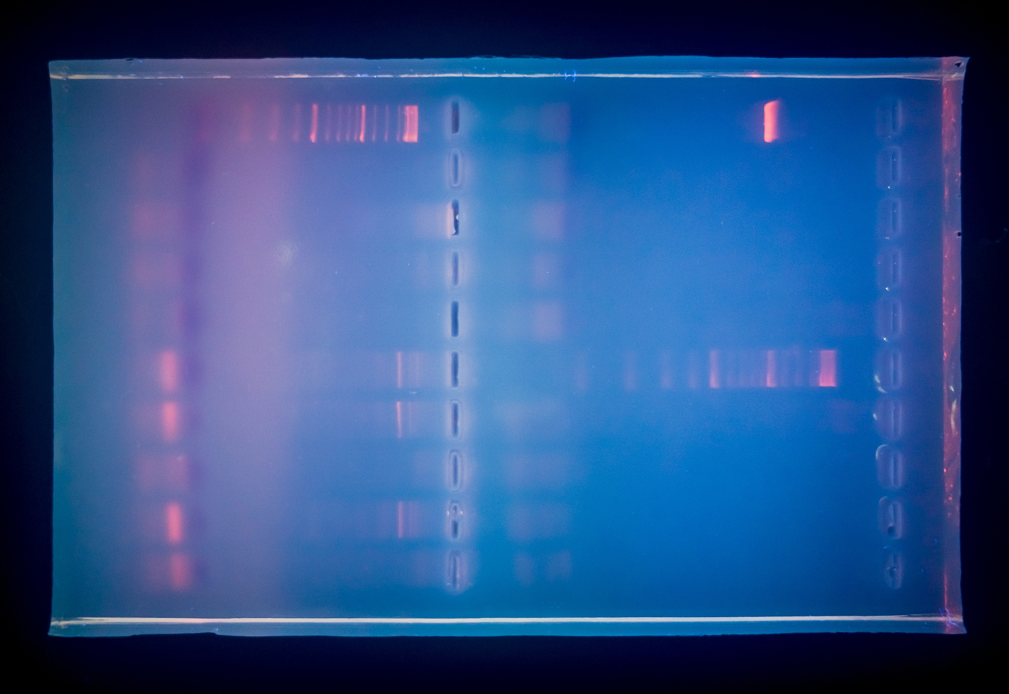 怎么测定DNA单链断裂