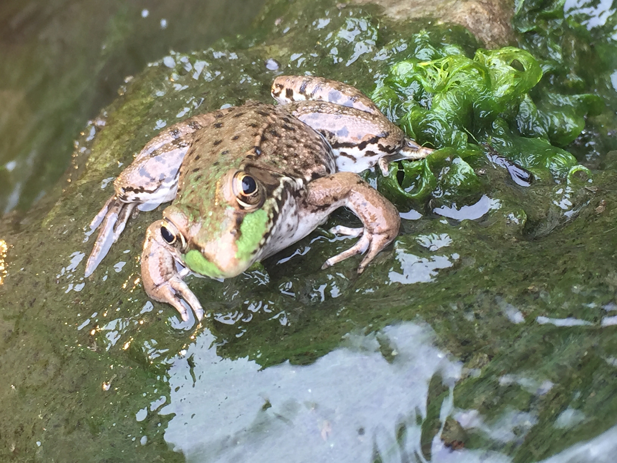 池塘生物：鱼、蛙、龟、虾、螃蟹等