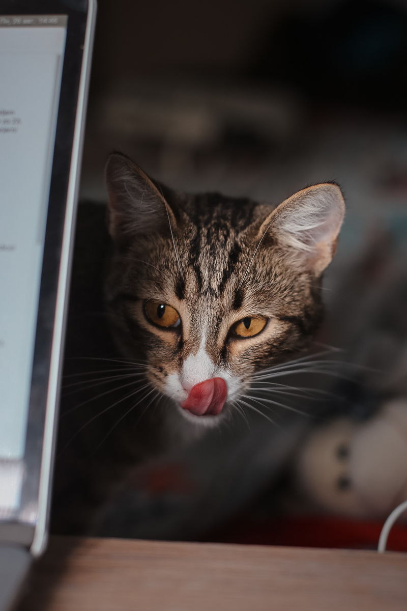猫咪会说话！搞笑自言自语，抖音爆款文案