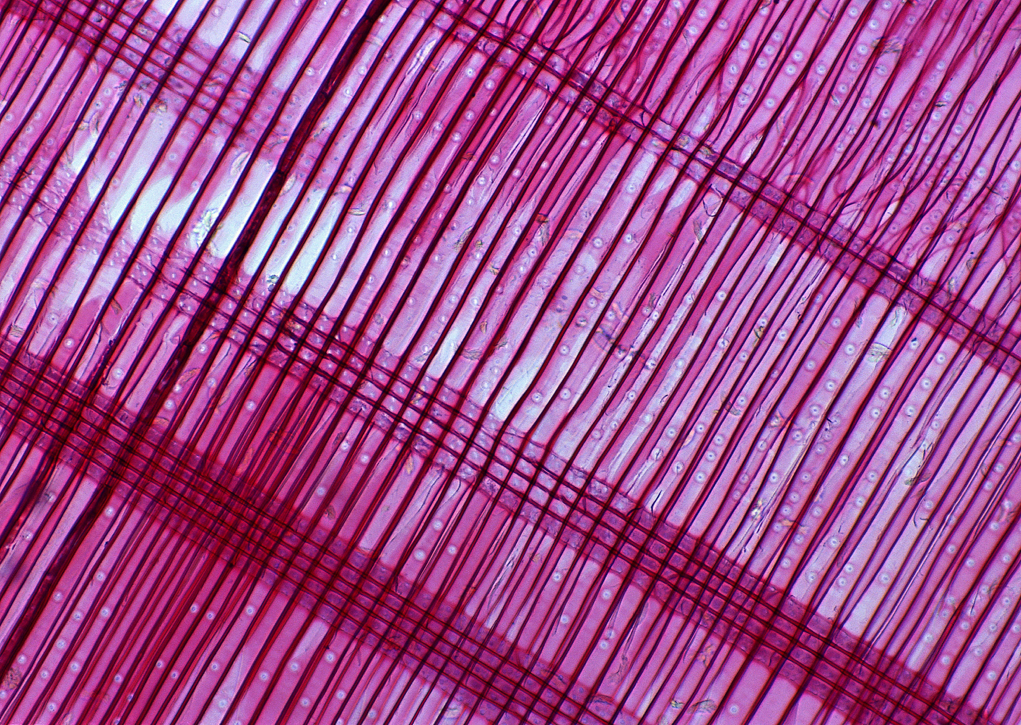 苋红格裙是成品布吗