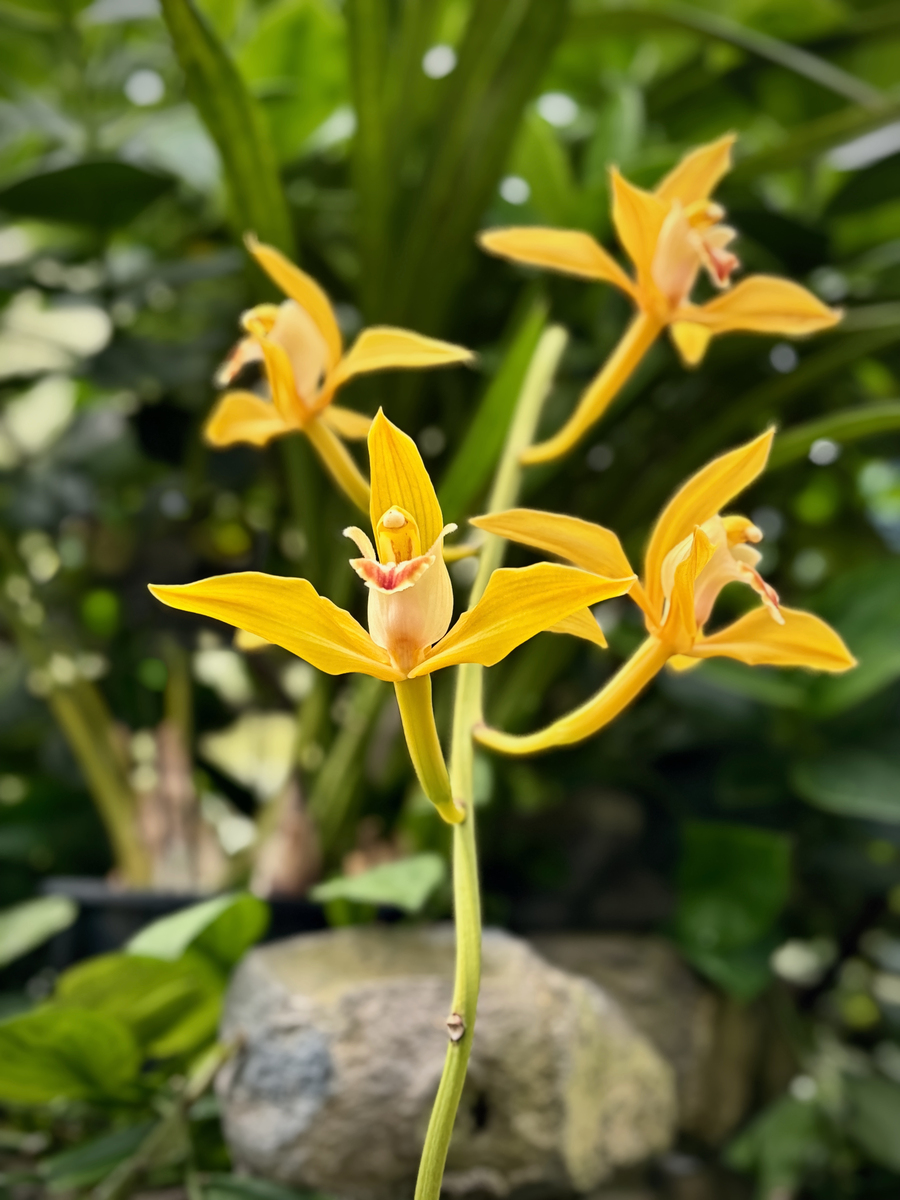 黄花根节兰,特写对焦