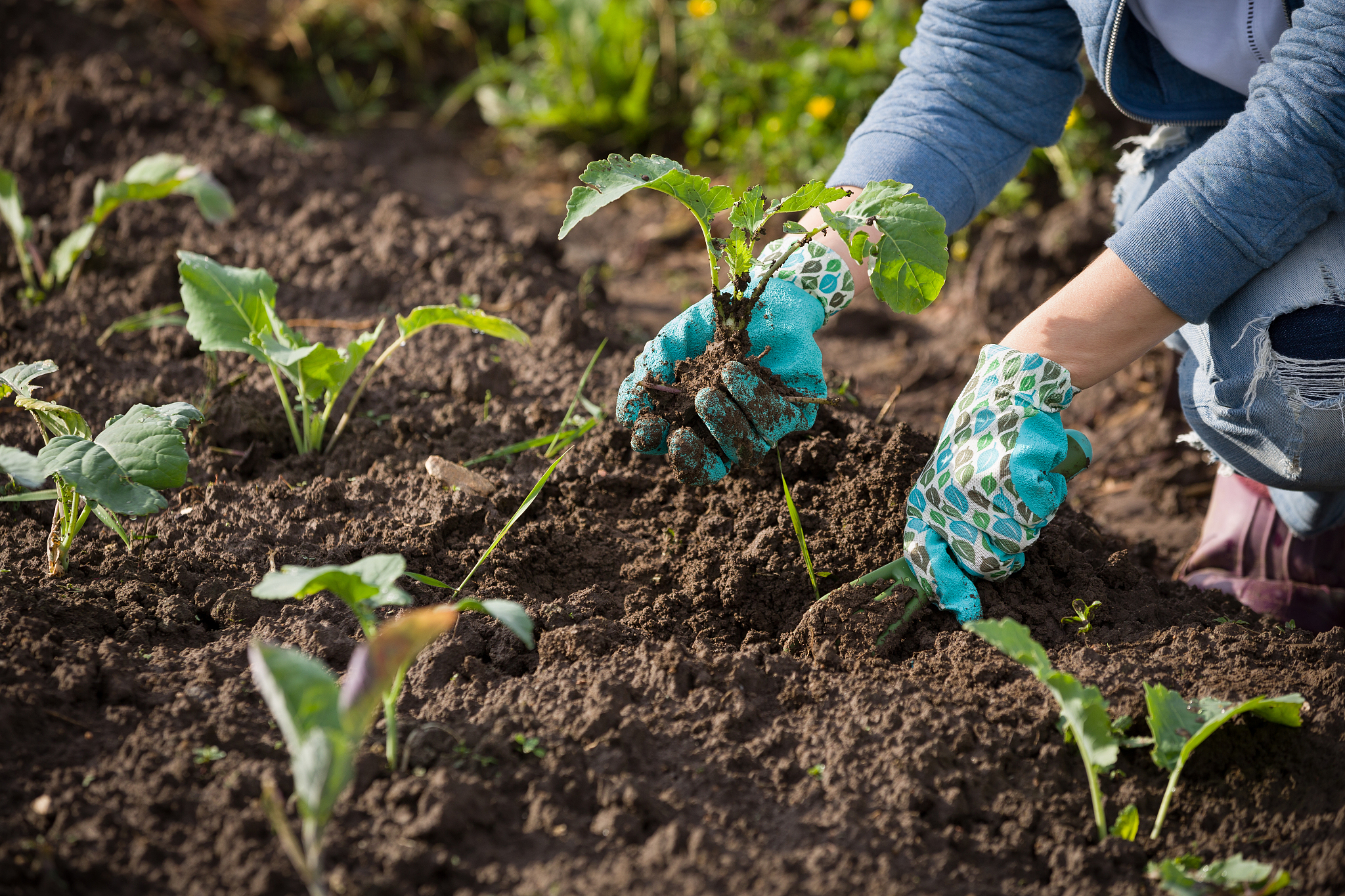 甘薯开放式栽培污染防控与抑菌剂选择：国外研究现状