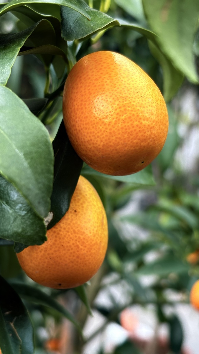 融安金桔 卖货发圈文案