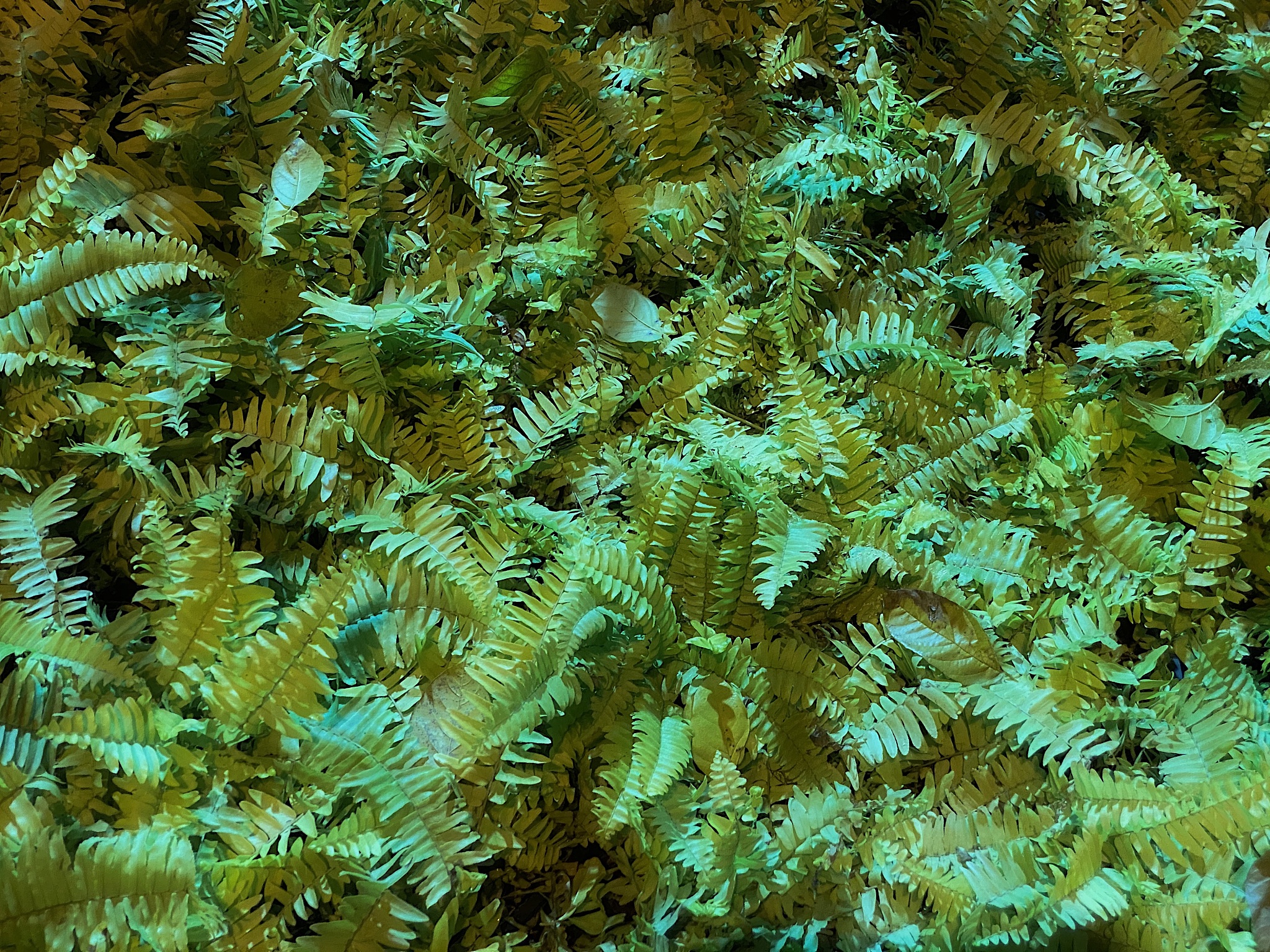 close-up green and yellow fern background .