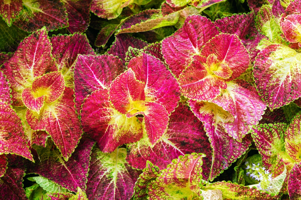 彩叶草和矾根一样吗？区别是什么？