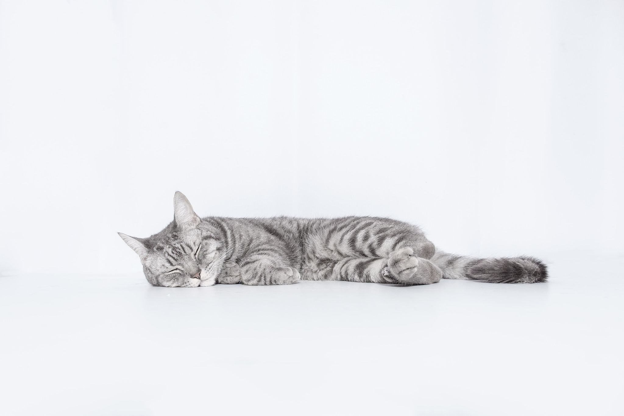 猫咪穿搭：双脚站立的时尚达人