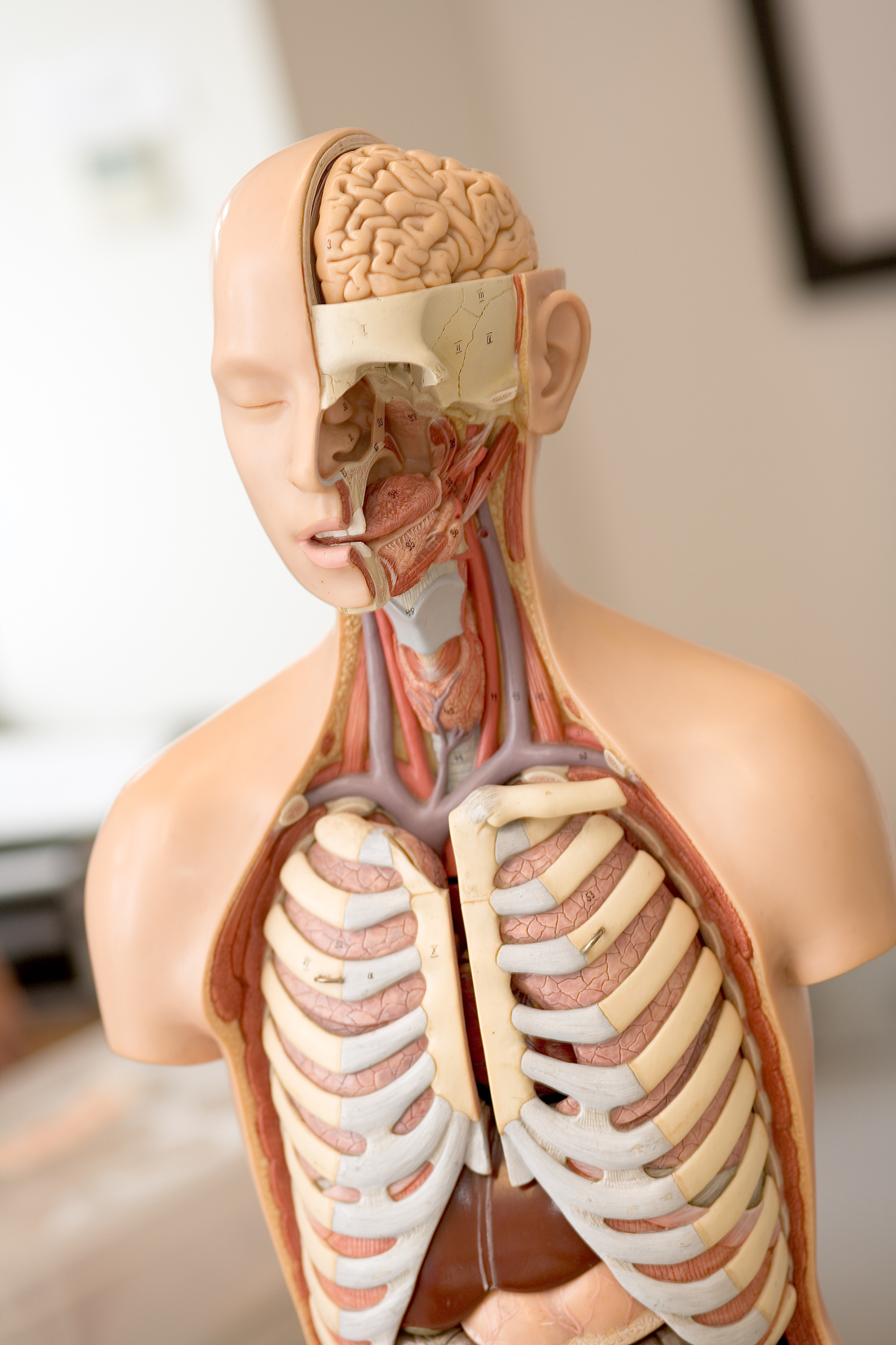 探索人体奥秘：我的解剖学学习之旅