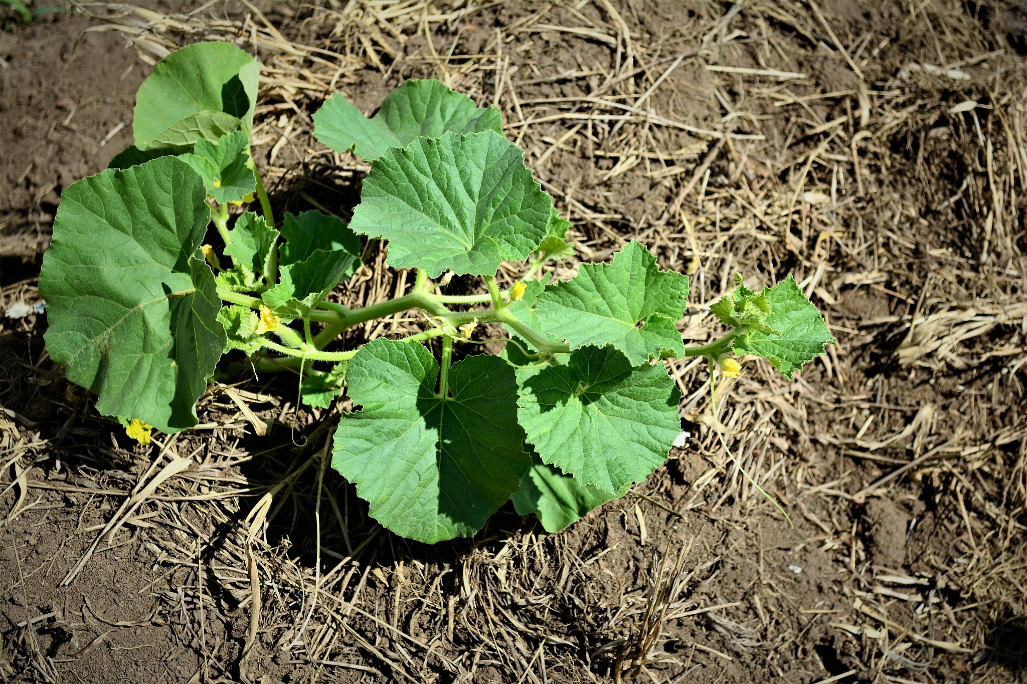 概率论计算：求事件A和事件B同时发生的概率