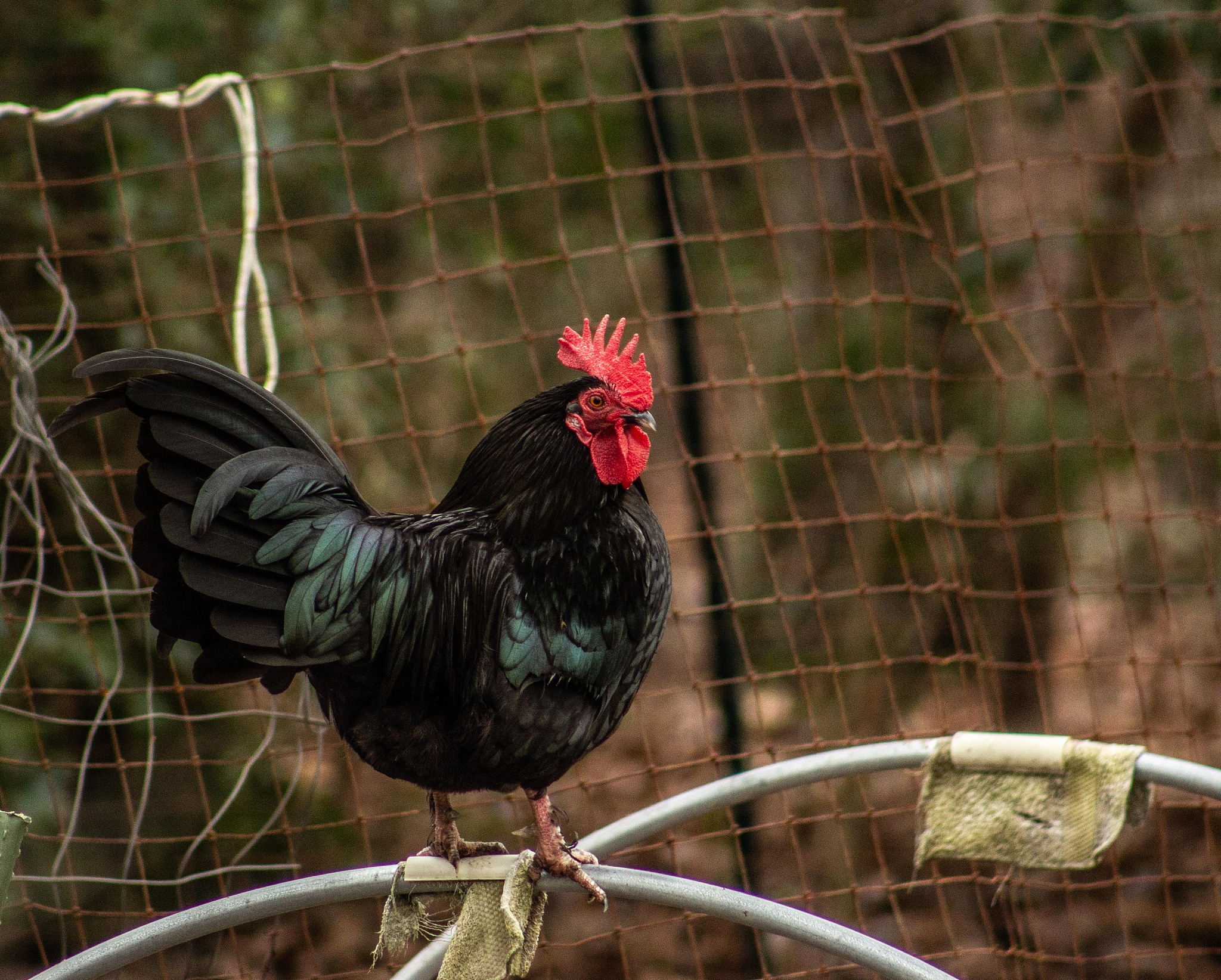 chicken
