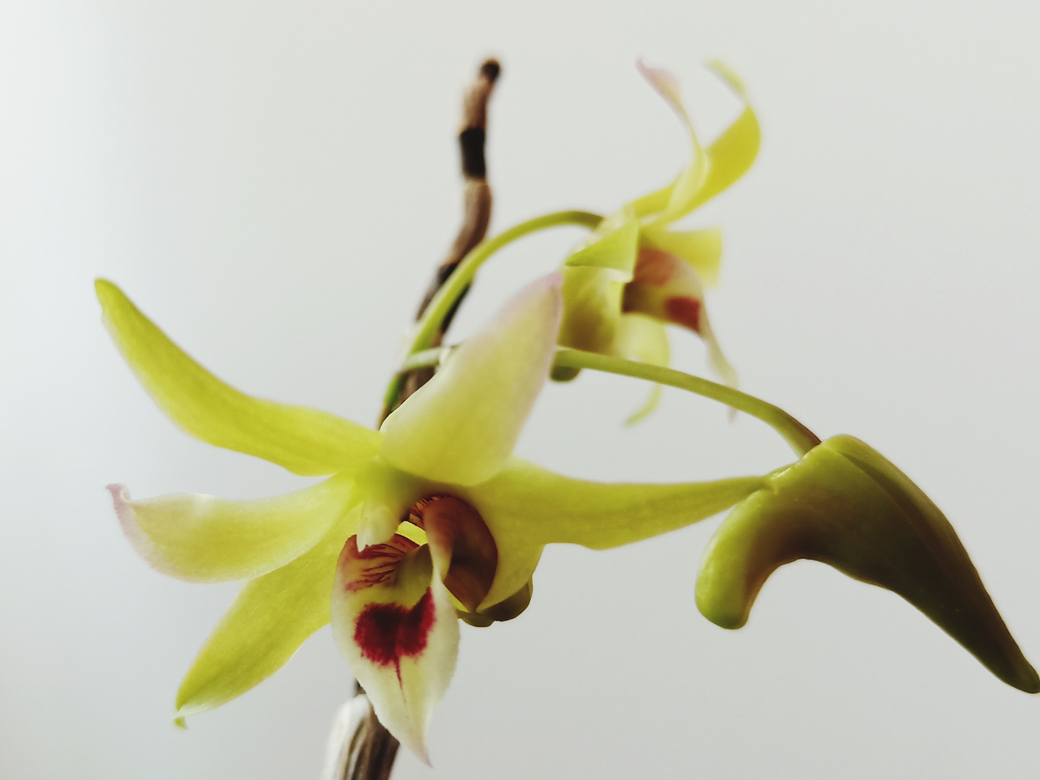 close-up of flowering plant against white background