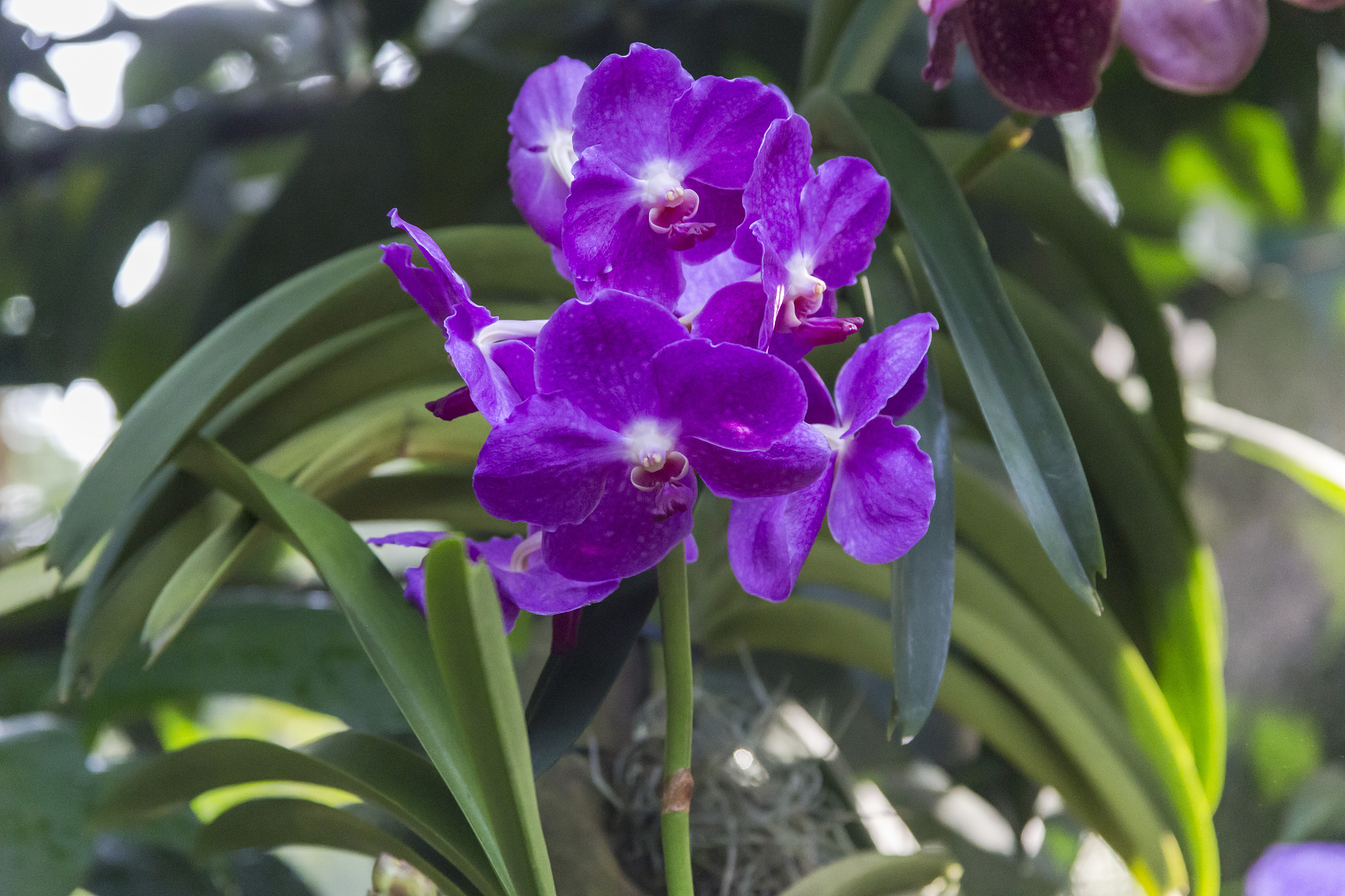 orchid