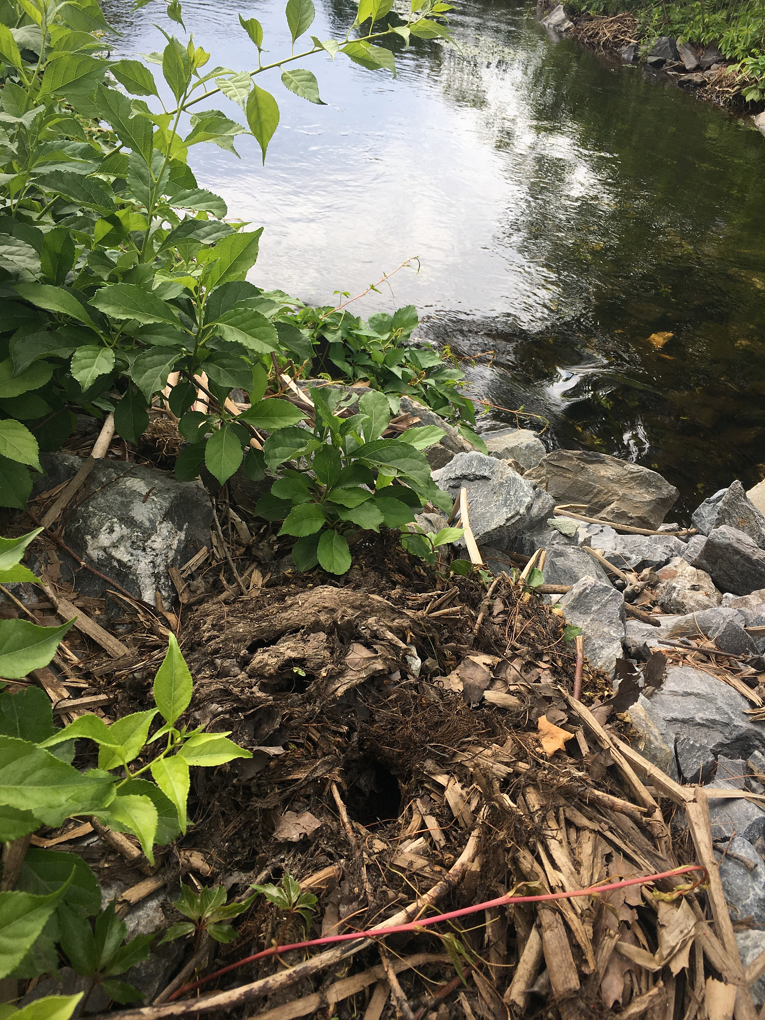 植物学实习体验：收获与建议 - 如何优化实习流程