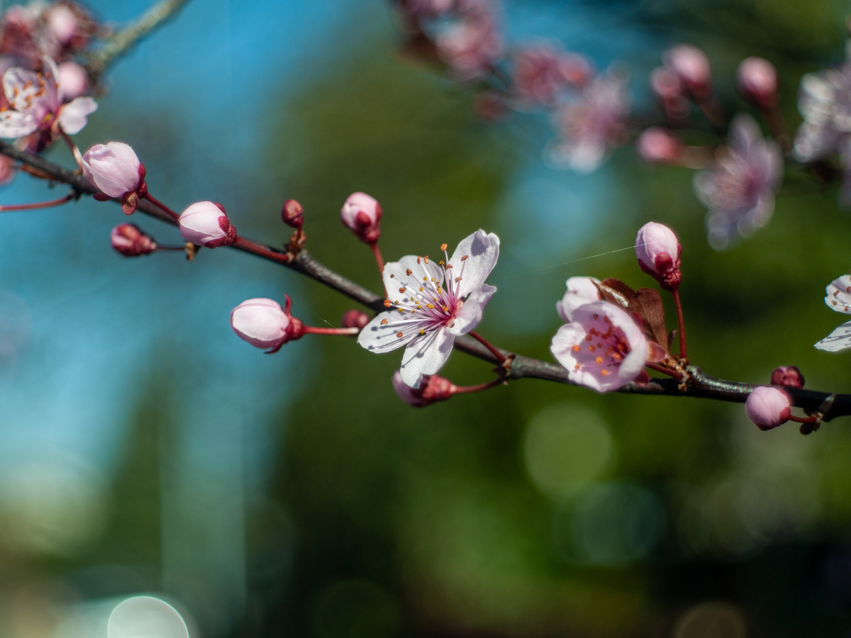 请赏析下面一段文字并给出优缺点只要想起一生中后悔的事梅花便落了下来比如看她游泳到河的另一岸比如登上一株松木梯子危险的事固然美丽不如看她骑马归来面颊温暖羞惭。低下头回答着皇帝一面镜子永远等候她让她坐到镜中常坐的地方望着窗外只要想起一生中后悔的事梅花便落满了南山。