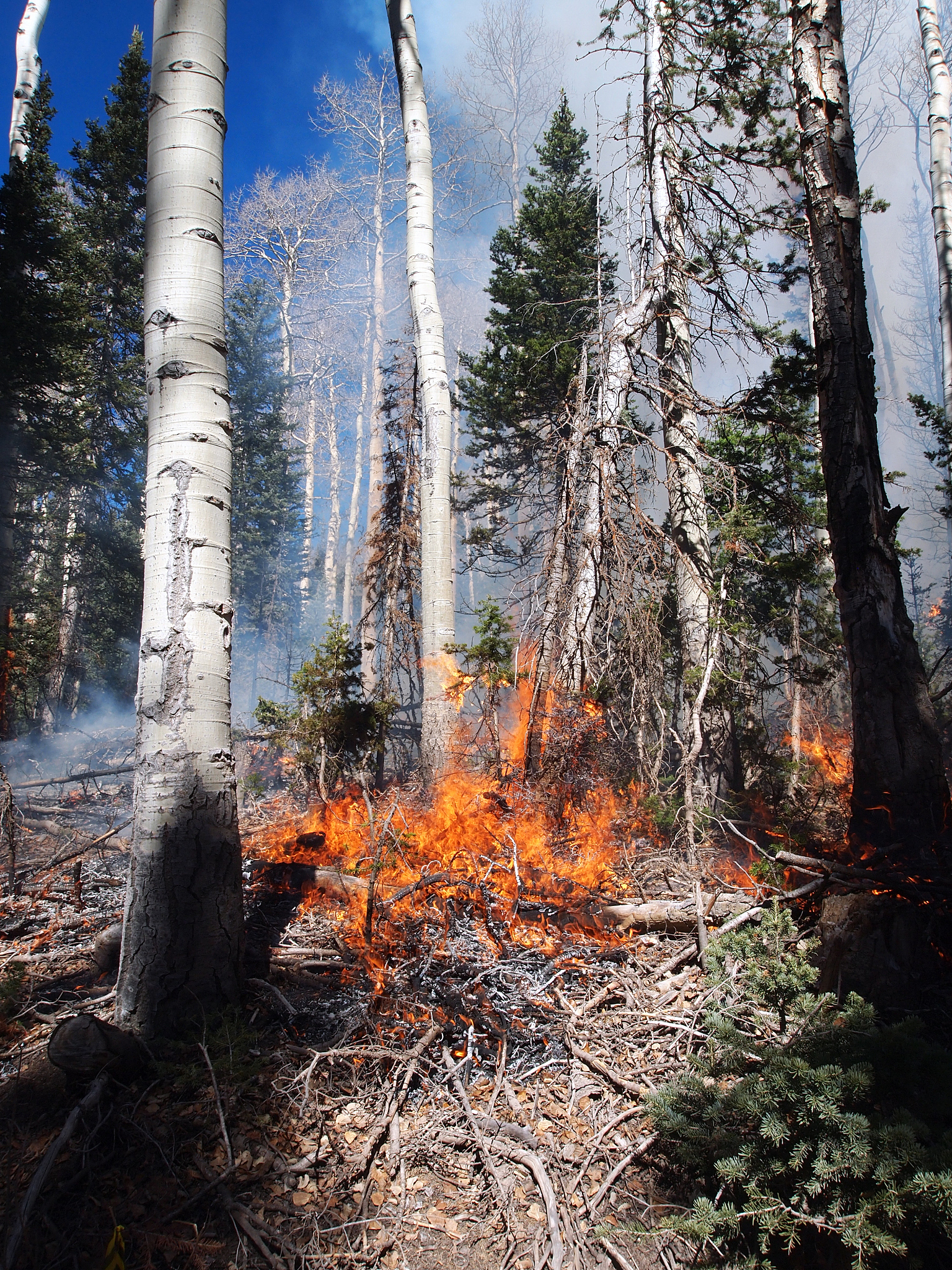 改写以下内容使其更加通顺：并且大量的设施与游客也为公园景观带来许多压力。从局长年度报告中可以看出有的游客在露营时常因不小心、灭火不尽引发森林火灾还有游客为了铭记自己的到来而在岩石上刻字也有采集各种标本攀折花草树木乱扔垃圾偷猎野生动物等破坏环境的行为。最后随着游客和私家车数量的增多一些国家公园的旅游氛围变得糟糕。例如1927 年加州大学生物学家约瑟夫·格林内尔的一位友人给他写信抱怨道 约塞米蒂山谷正