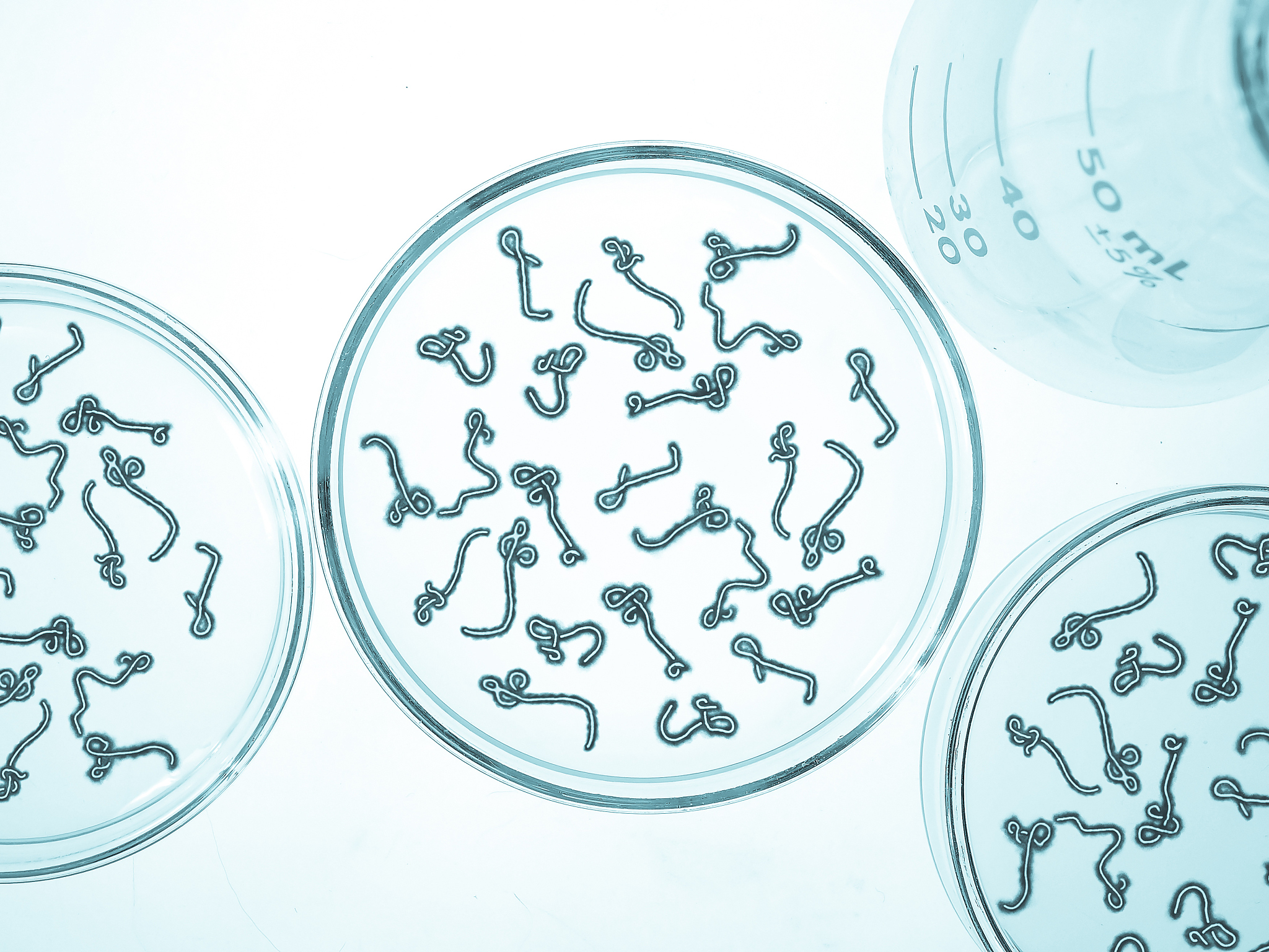 免疫学实验常用抗原概述：类型、应用与研究