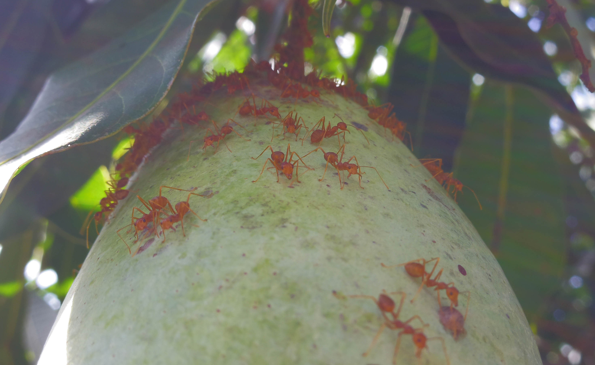 详细描述芒果夏季果实如何进行病虫害防护