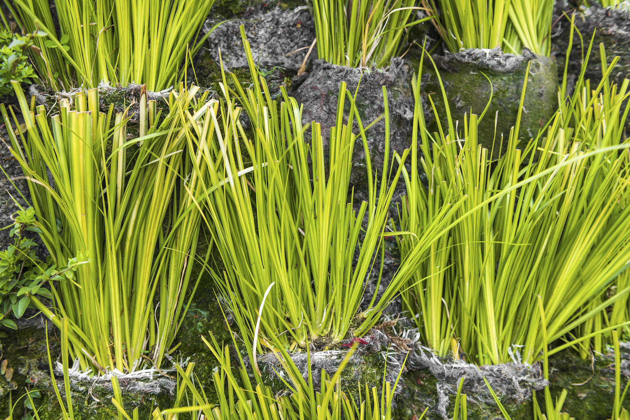 blade of grass