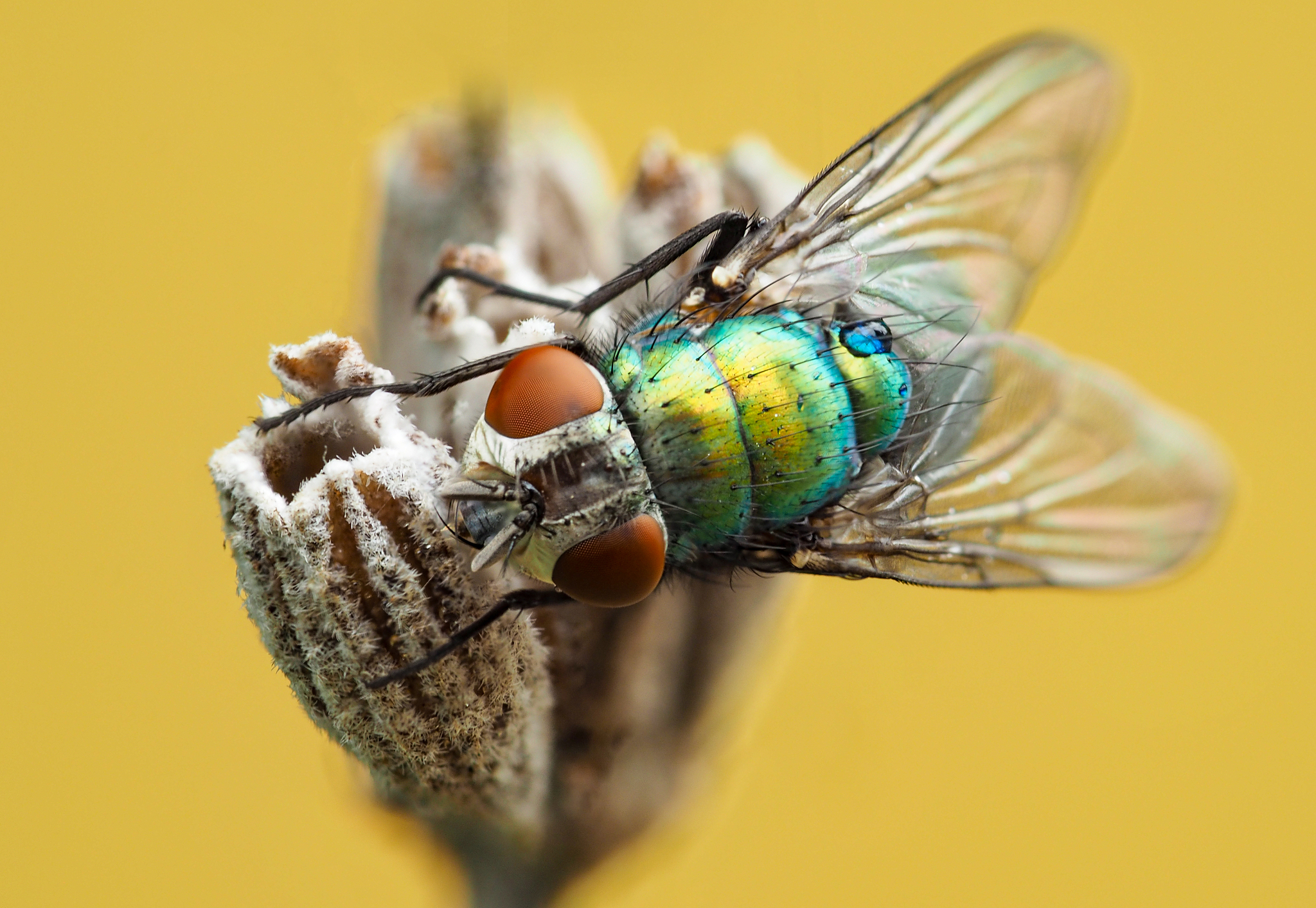 fly #2