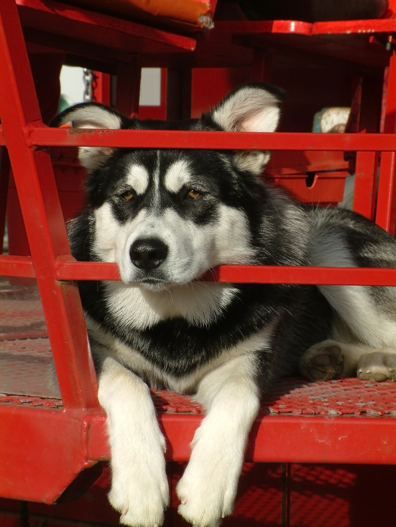 阿拉斯加犬敲门：现实与电影的差距