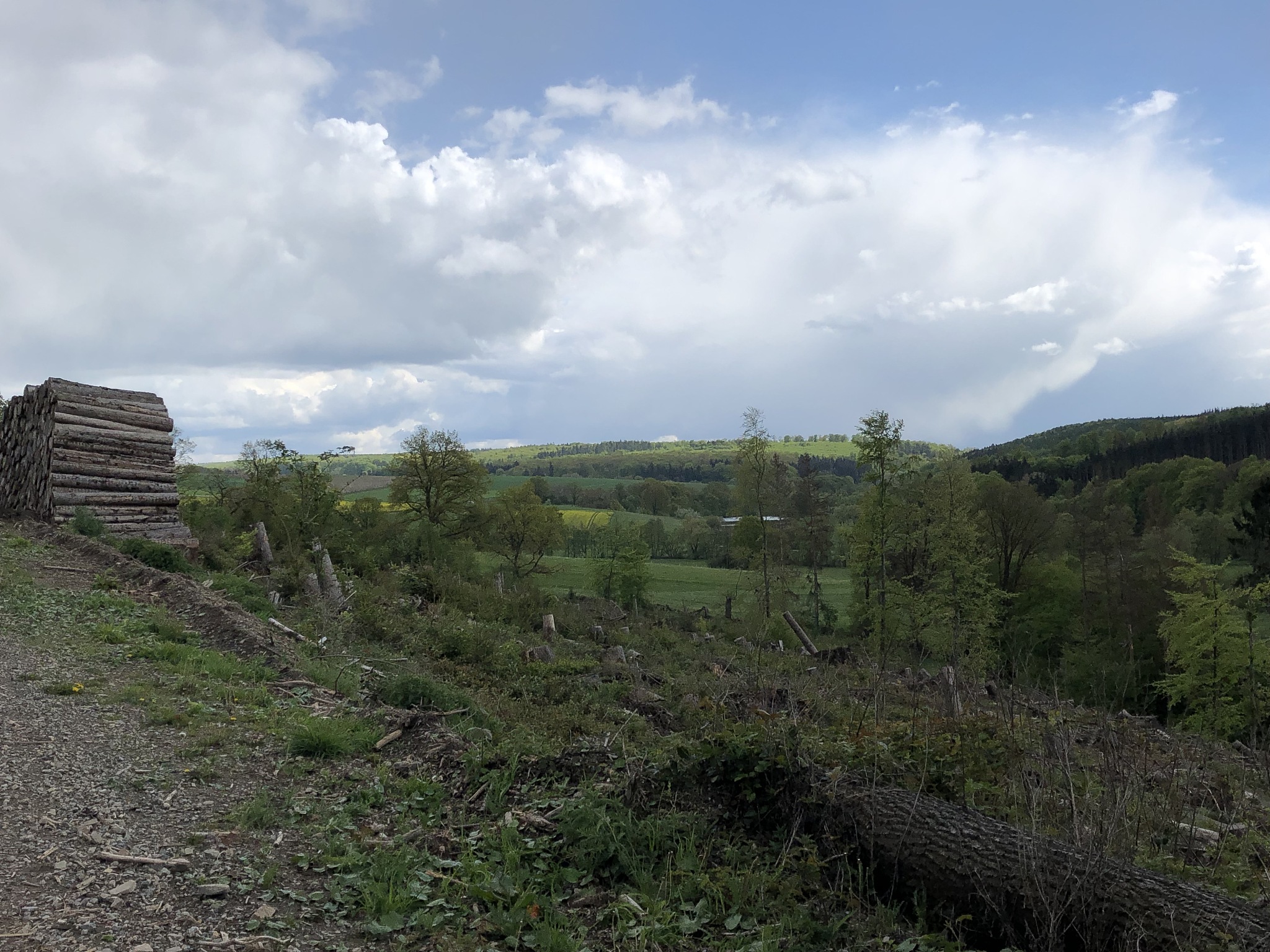 论述延安市林业建设中应该加大林业基础设施建设。