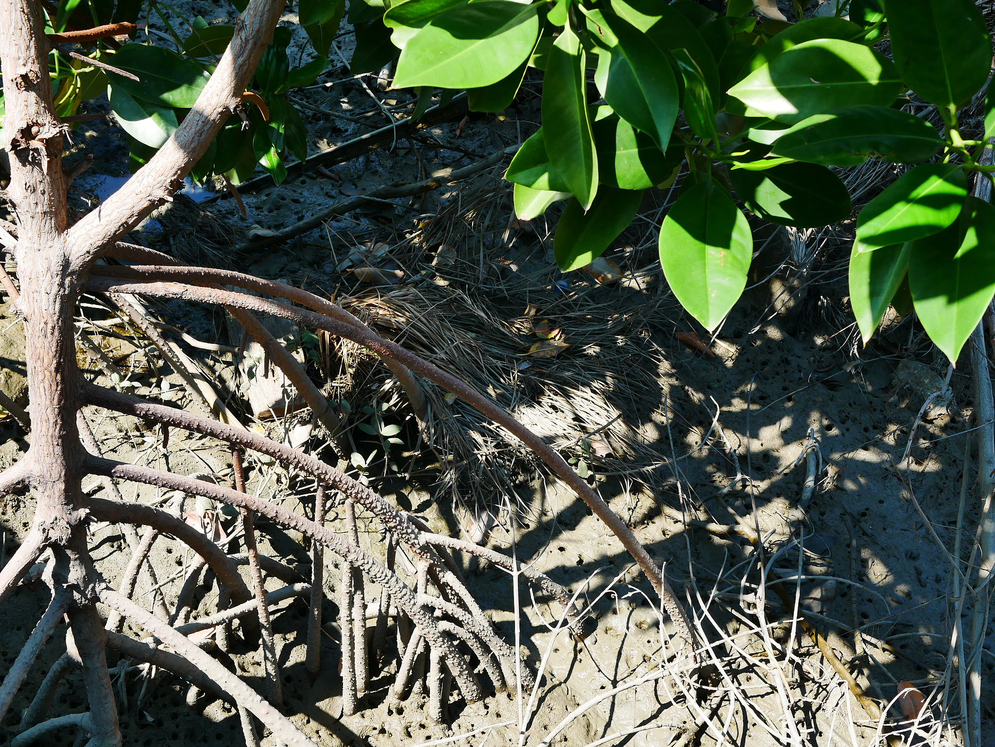 湿地生态效益补偿项目的绩效目标详细解答并扩展补充