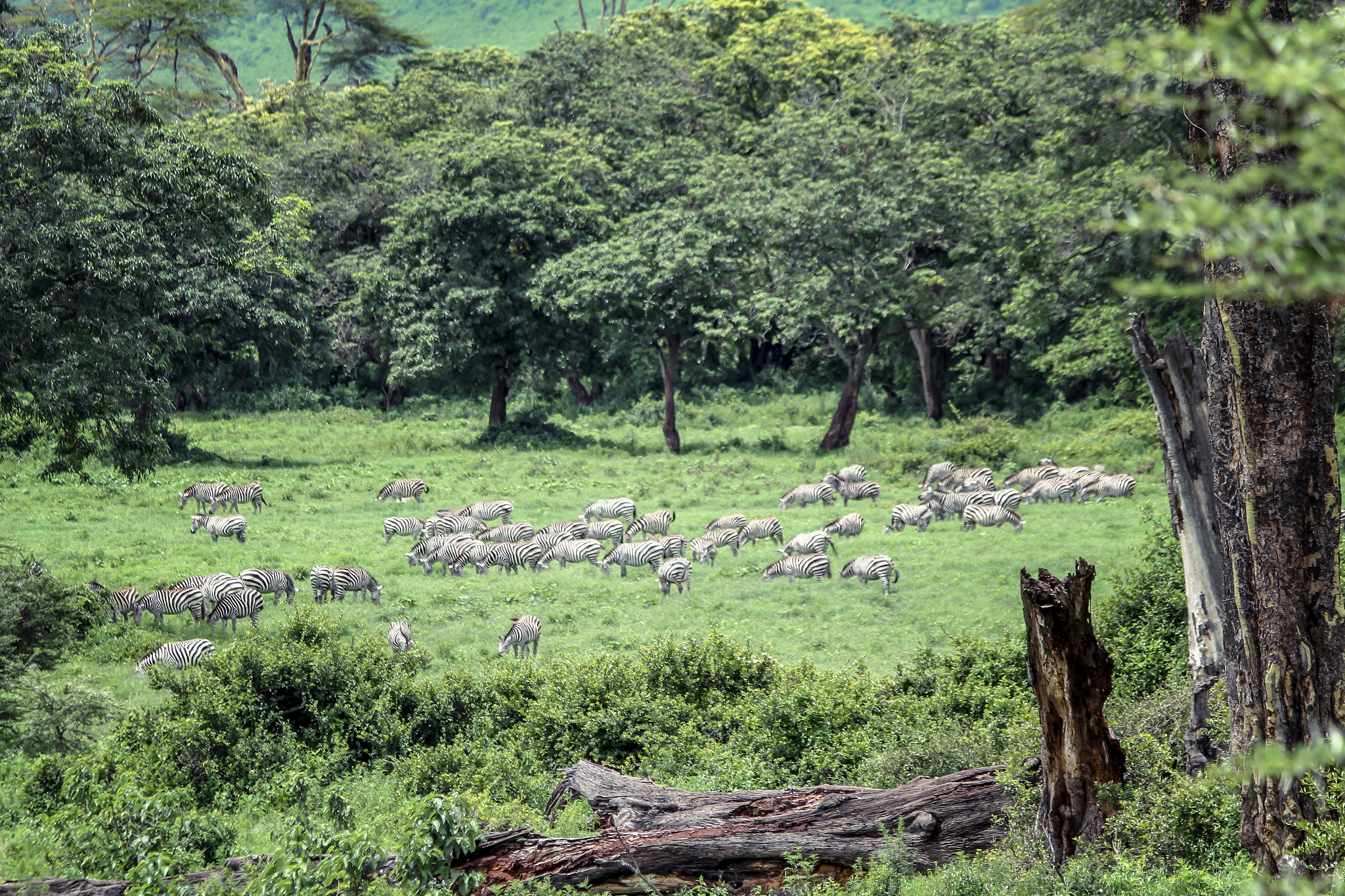 herd of zebras in the horizon