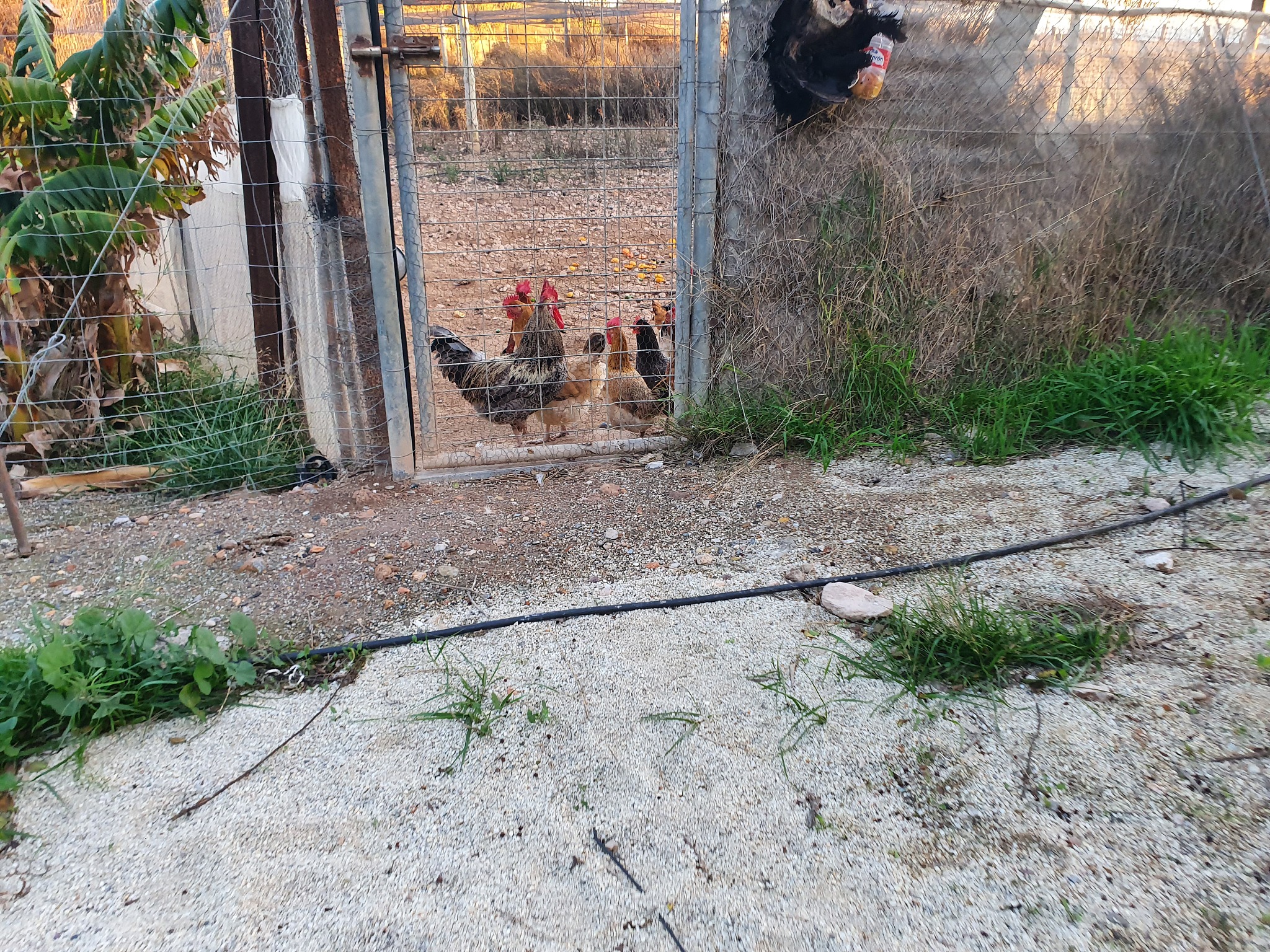 Pombos Filhotes: Descubra Tudo Sobre Eles!