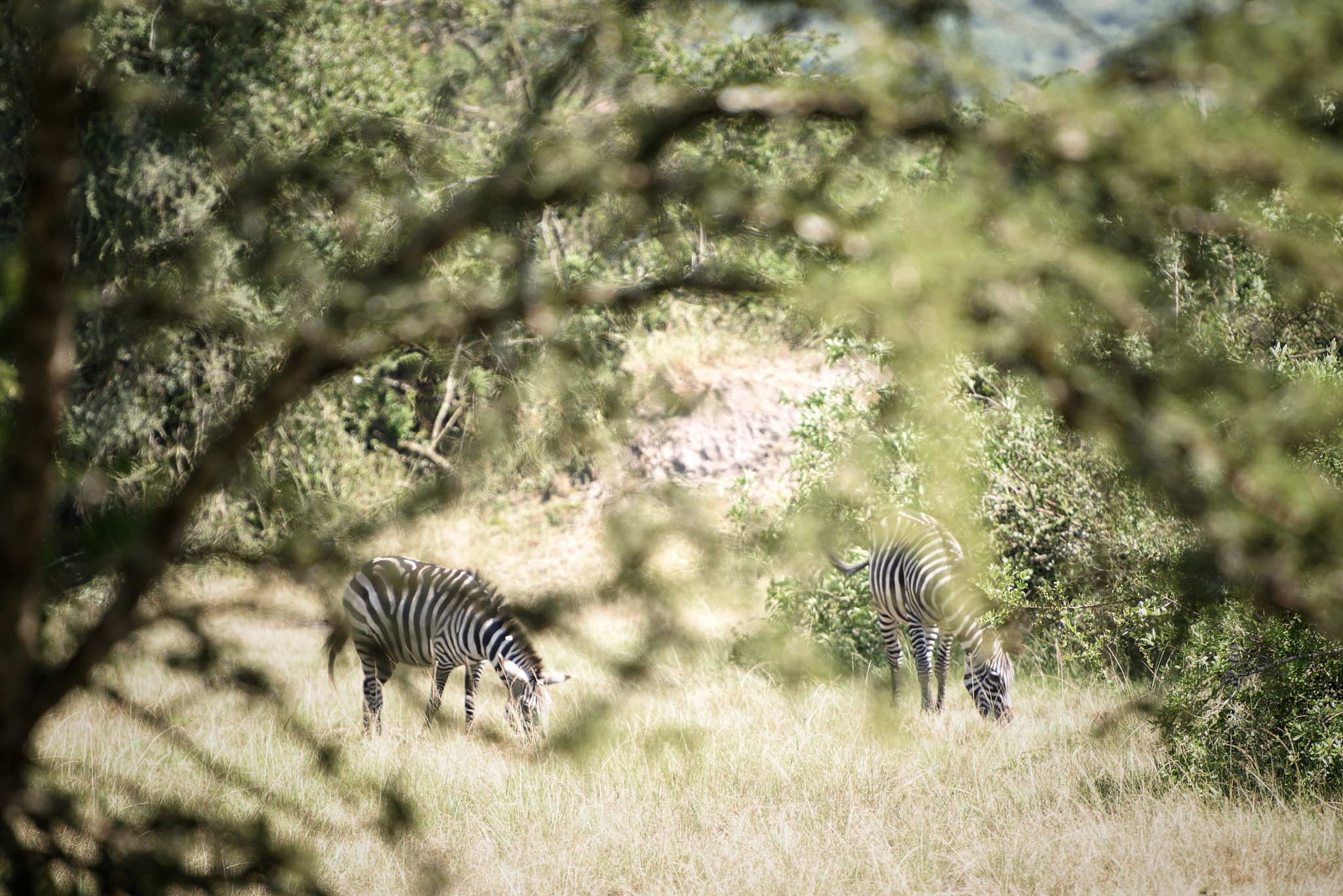 herd of zebras in the serengeti national park in tanzania