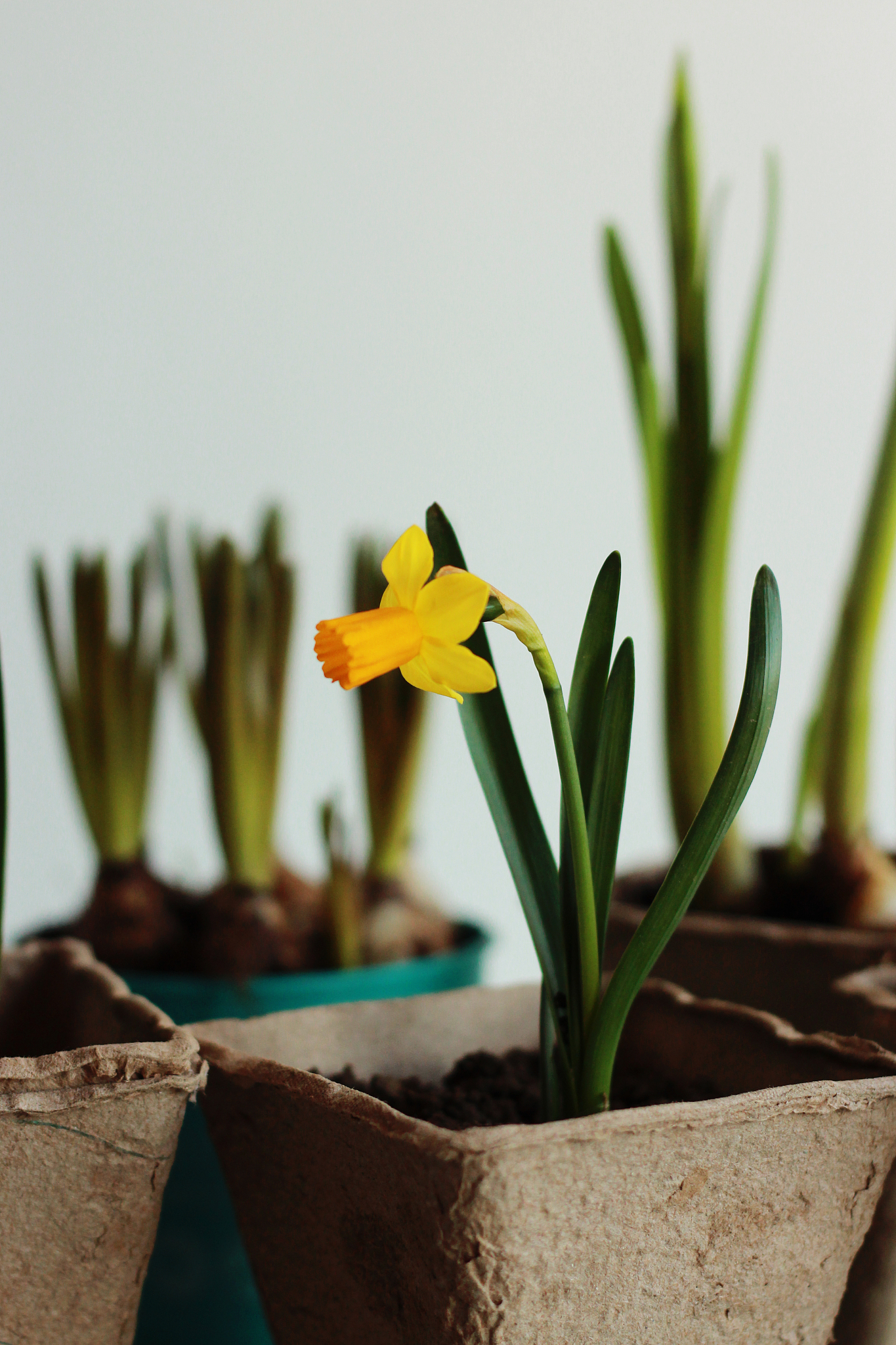水仙花开完后如何处理？让你的水仙花来年继续绽放！