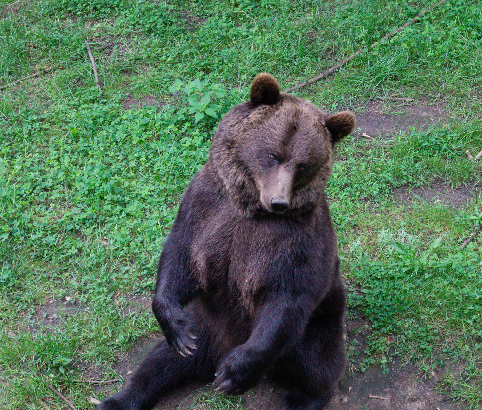 一只熊没有摆脱穿绿色衣服猎人的追杀垂直掉到了一个深度为1966米的陷阱中用时23秒。请问这只熊是什么颜色 ？全世界的熊有几种颜色？