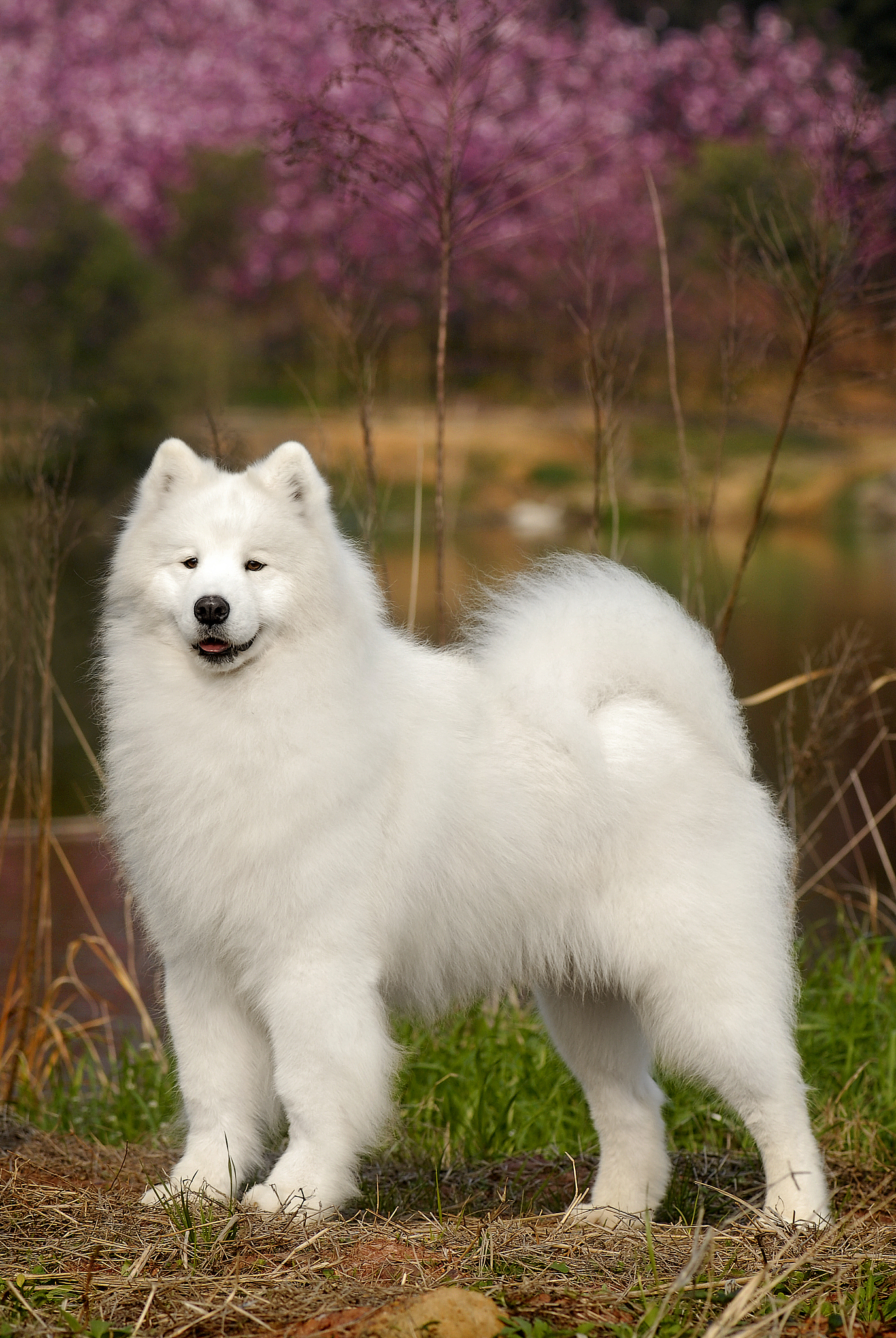 养耶耶的最近家里是不是都在飘雪呀偷笑#萨摩耶##萌宠超话##微博视频社区原创投稿##萌宠集中营# httptcnA6CkwkID围绕这个话题写10条10字左右评论