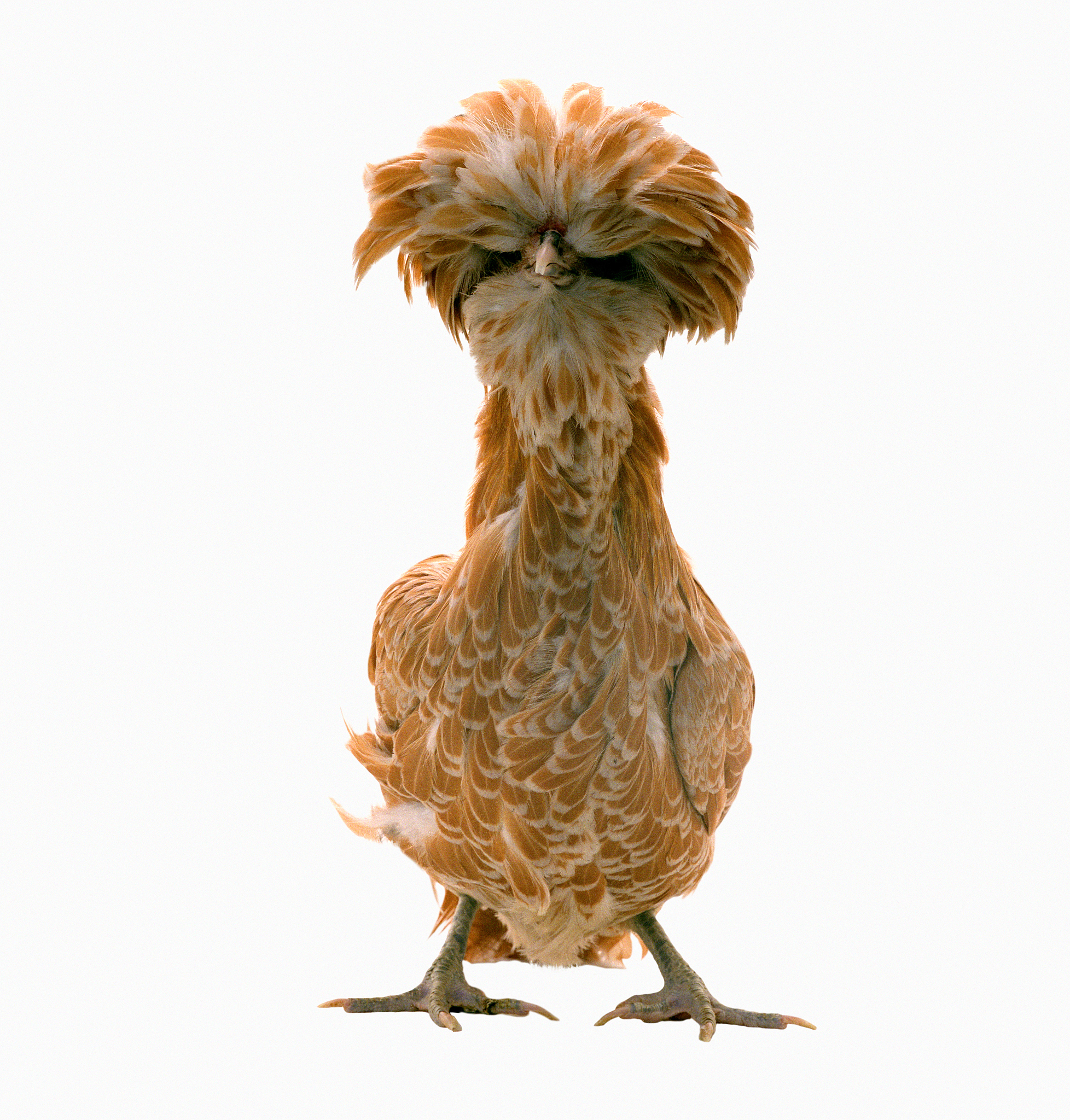 鸡你太美是什么东西？