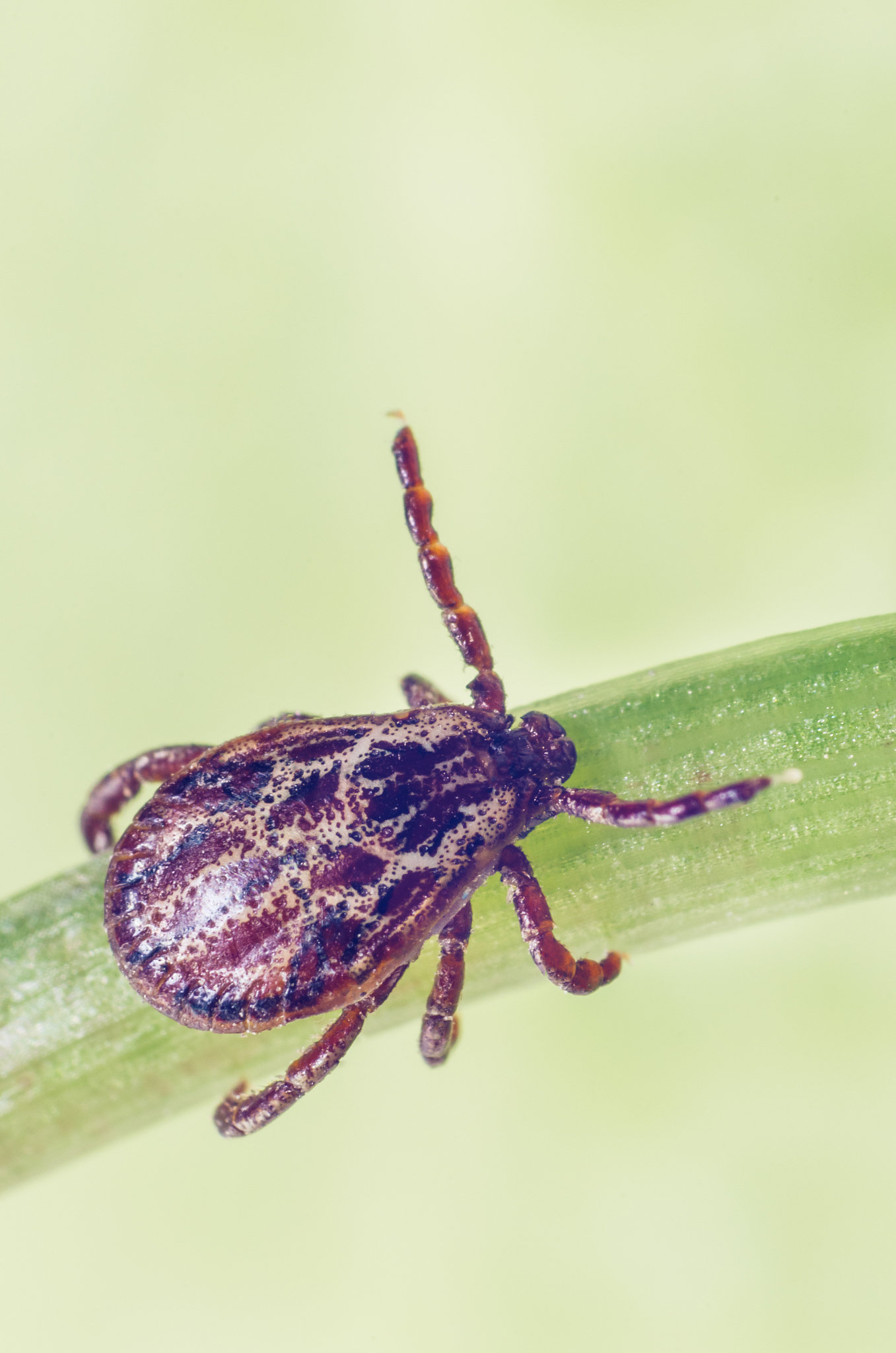 a dangerous parasite and infection carrier mite sitting on a gre