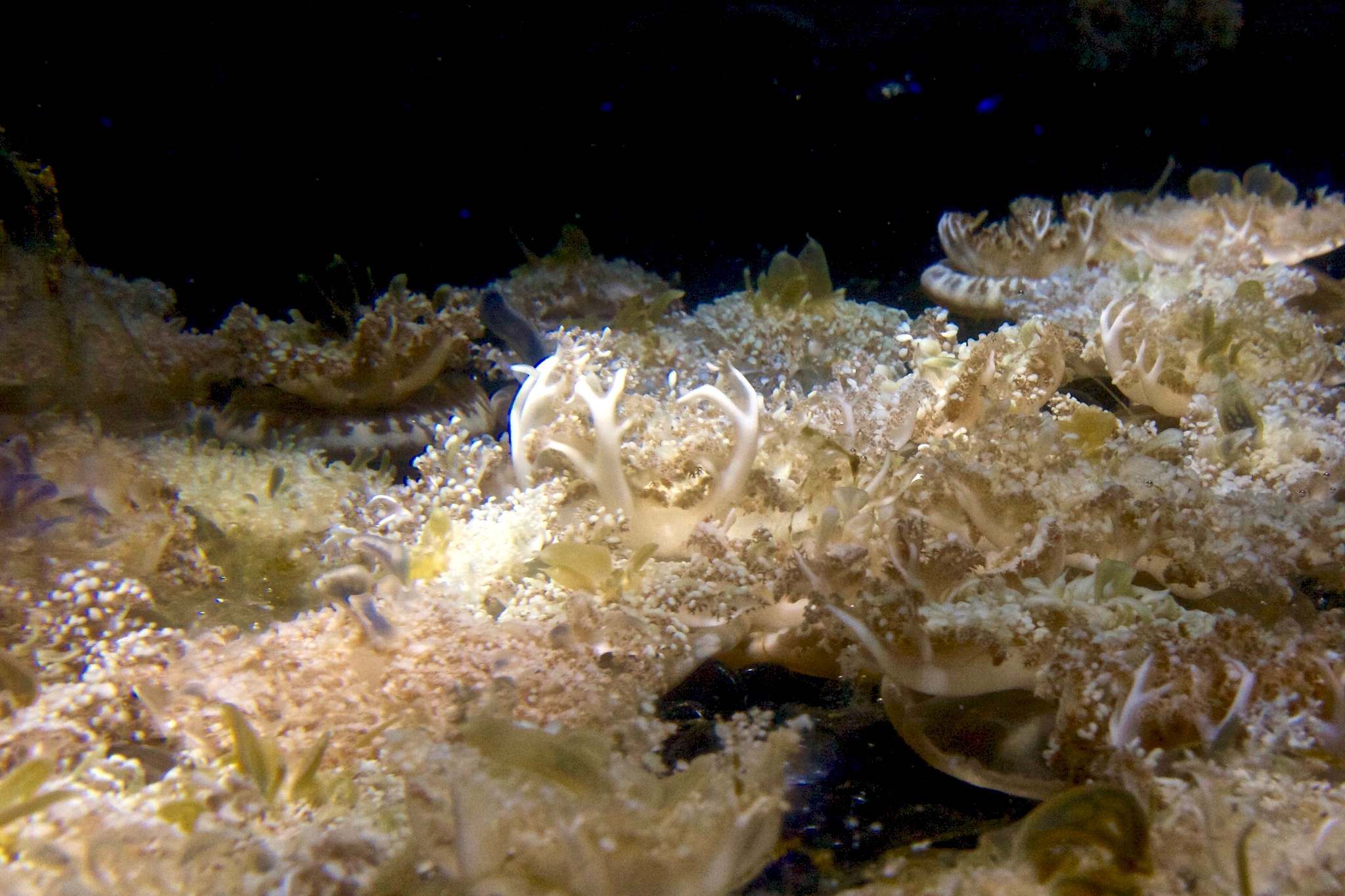 大连海洋学校2022年网站咨询费用 - 了解咨询服务及收费标准