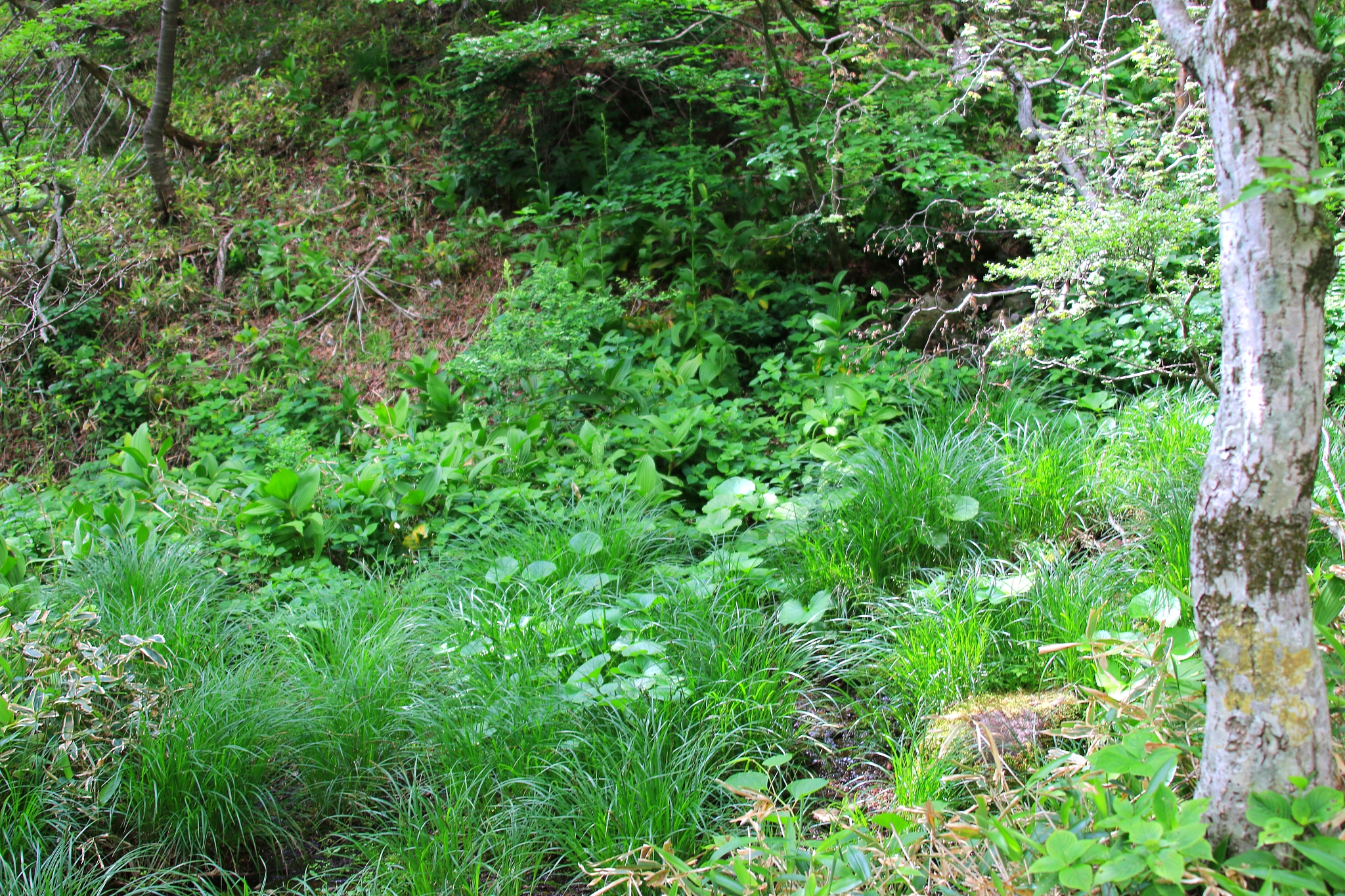 hallasan, mountain, mountain, mountain, forest, mountain, forest