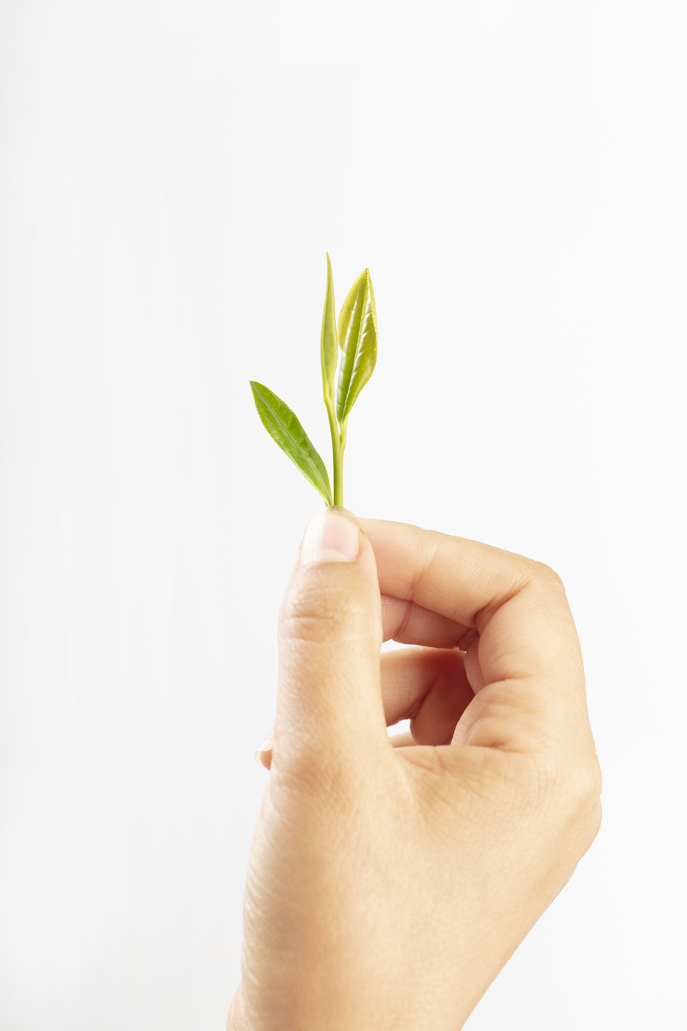 采摘茶叶后开始挑选与制作绿茶