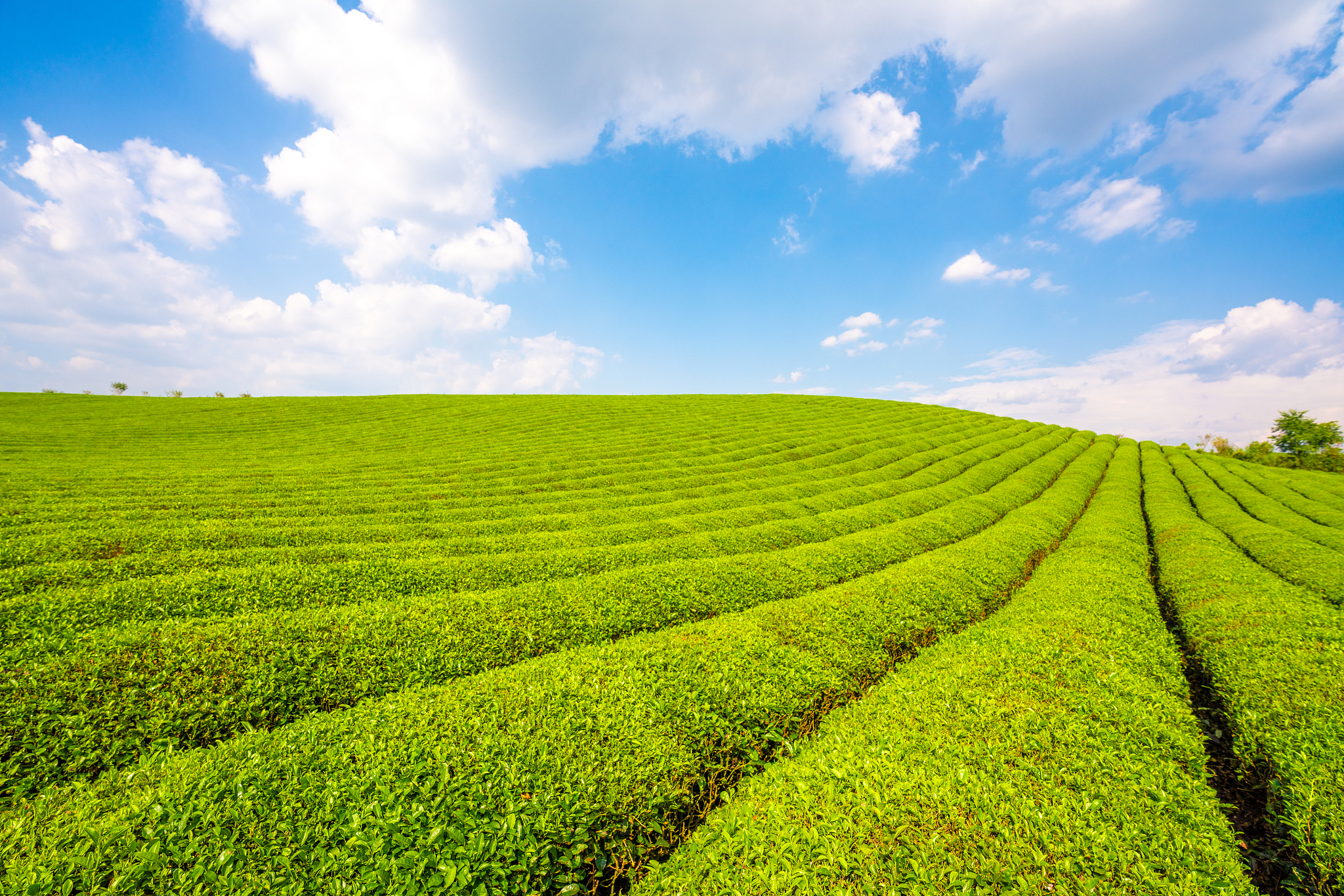 常山的GA类农业产品