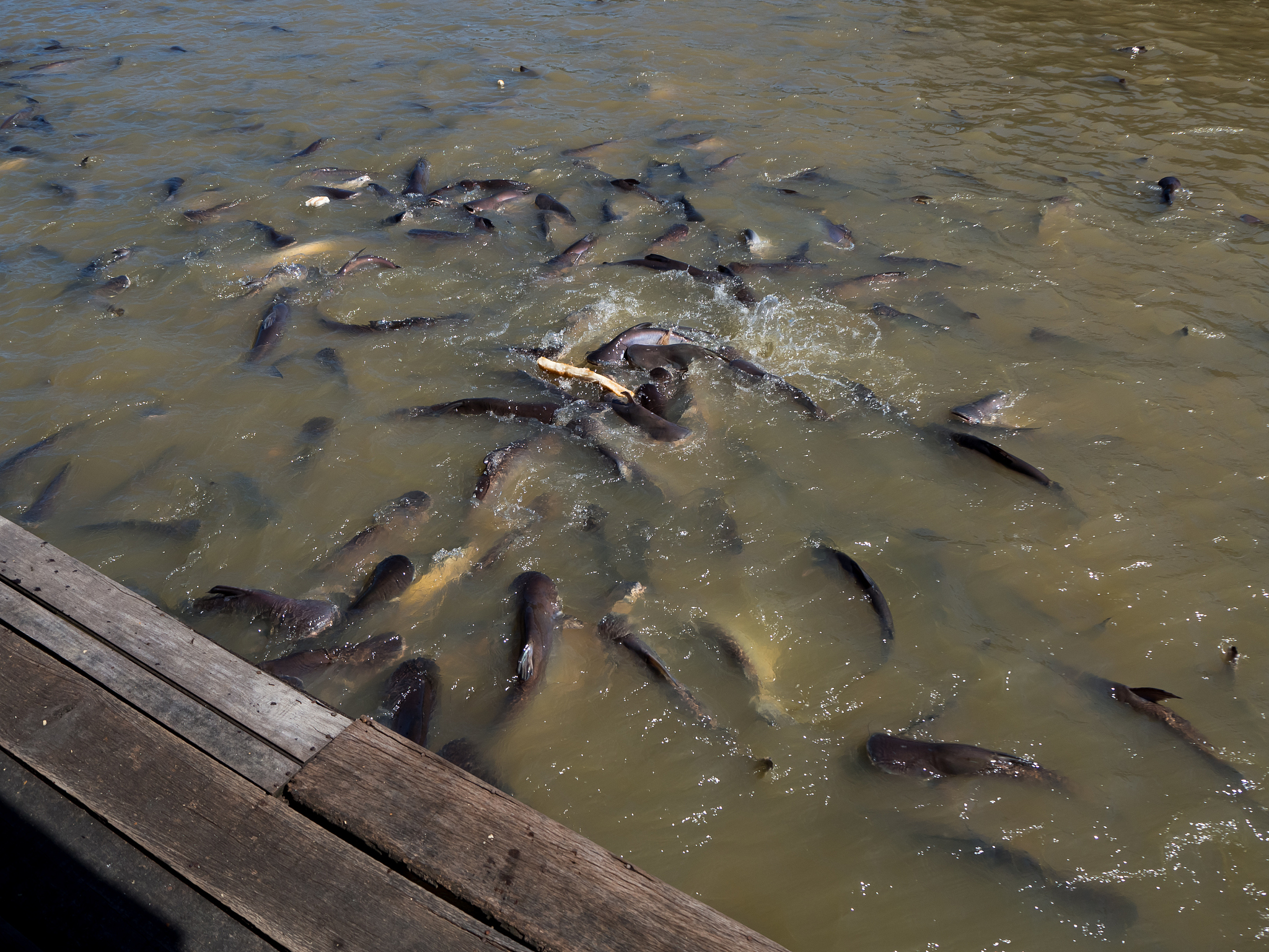 北极鲶鱼现身长江：入侵物种威胁or科研机遇？