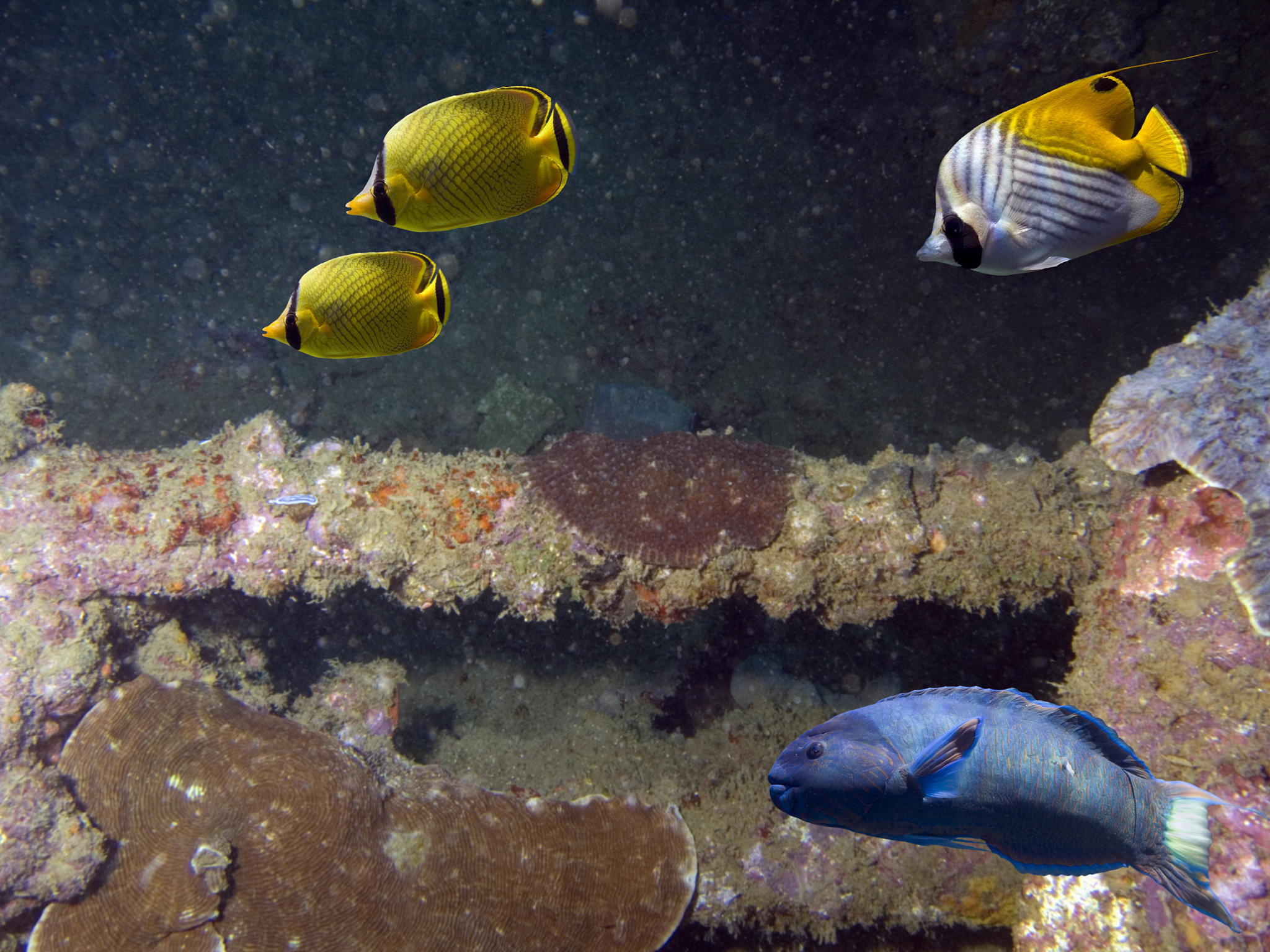 wreckdive