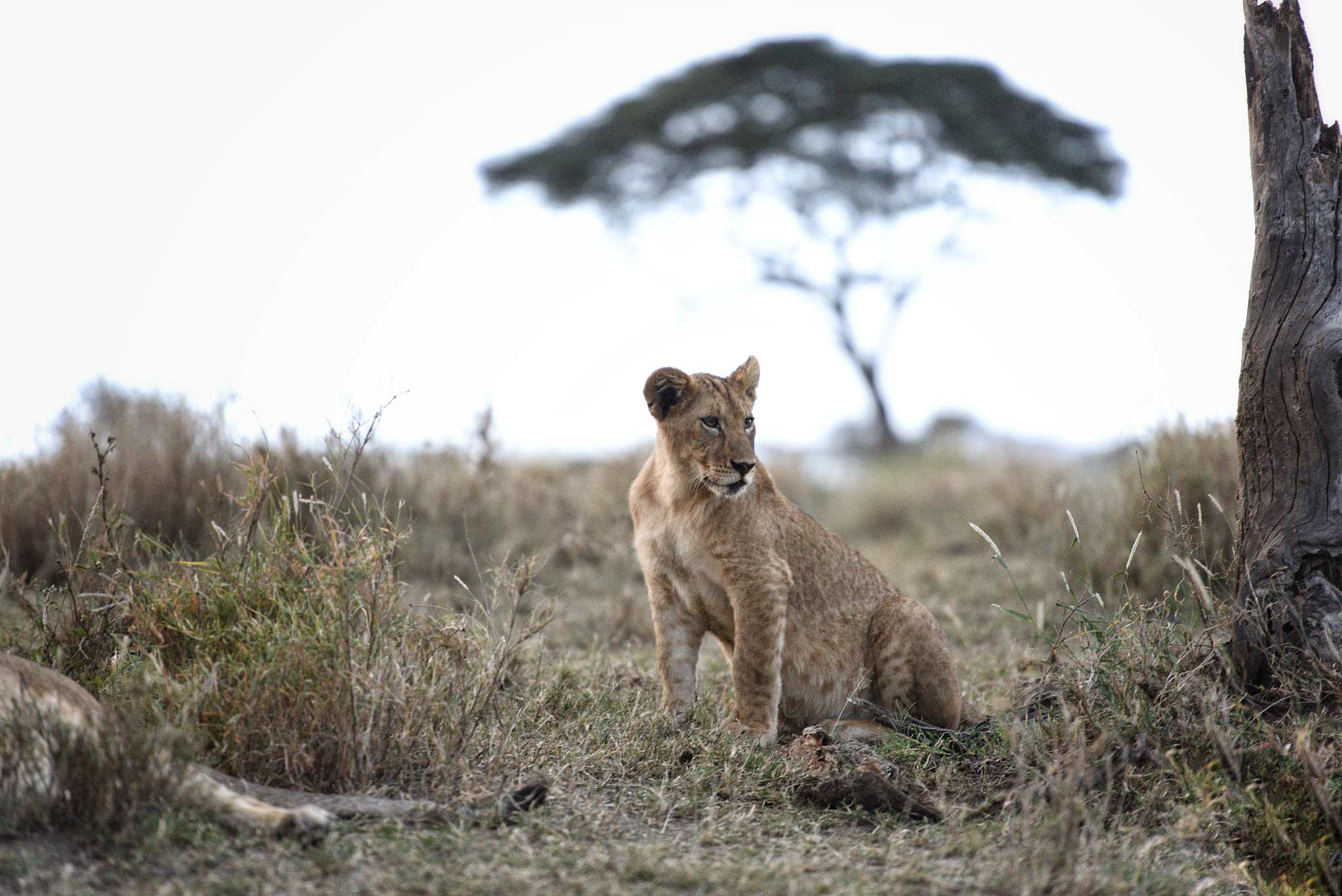 herd of lions prepared to hunt at dusk in the serengeti