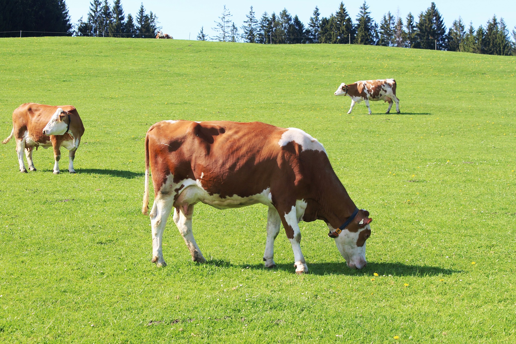 grasende kühe auf weide, lwenzahnblüte, allgu